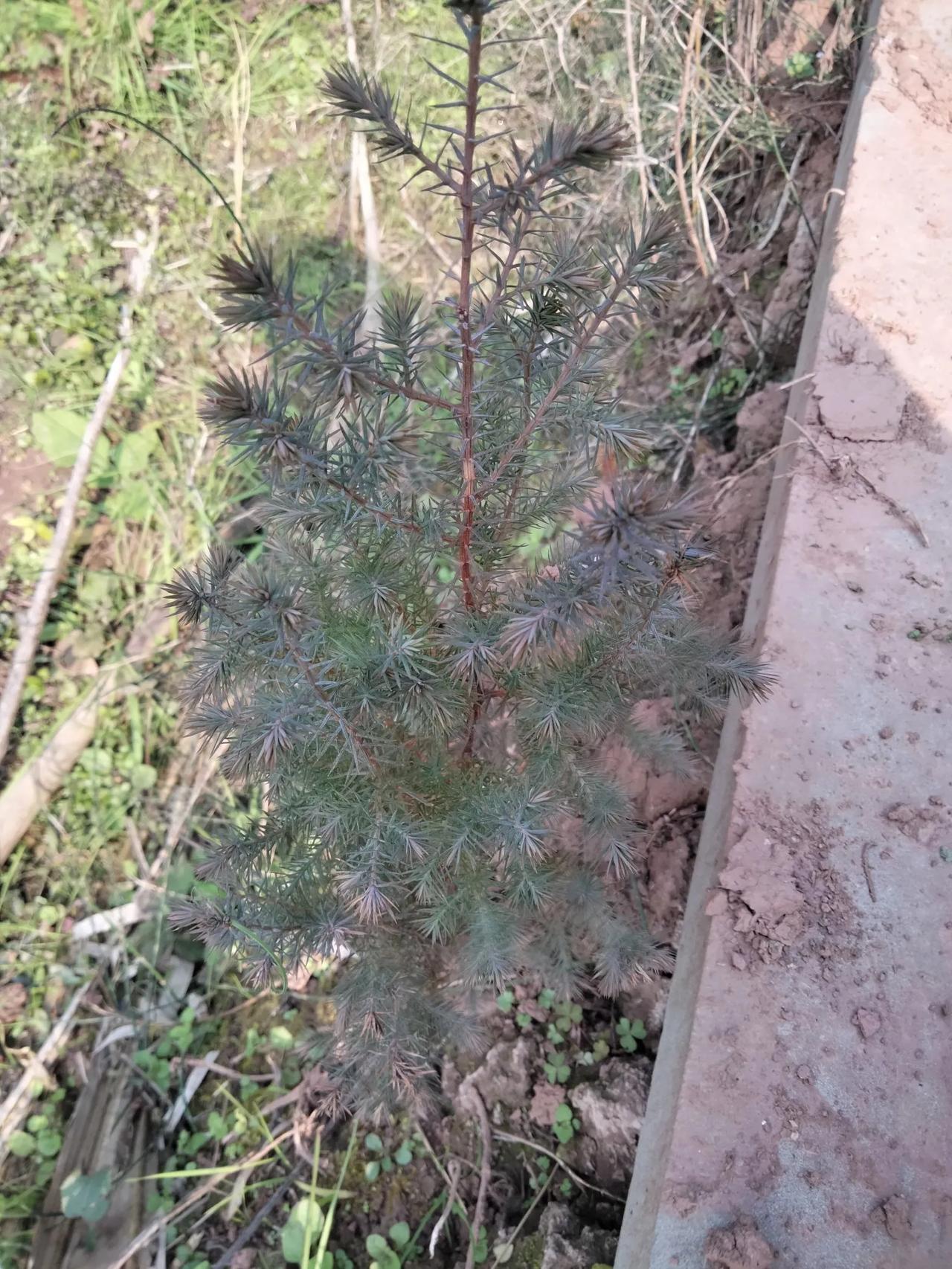 全身是宝的柏树
柏树叶(侧柏叶)，柏树种子(柏实)，柏树的树根上的树皮(根白皮)