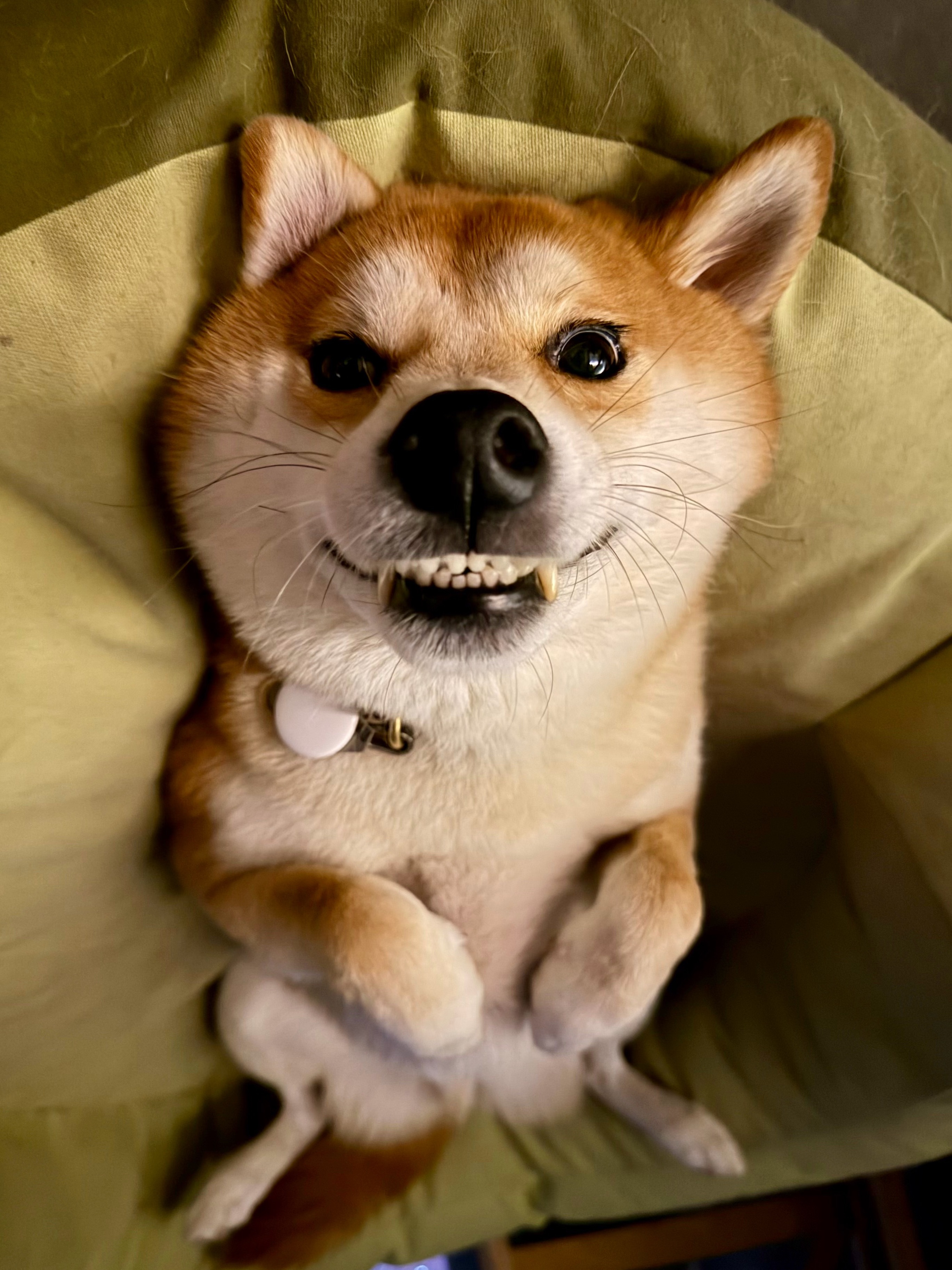 贱少