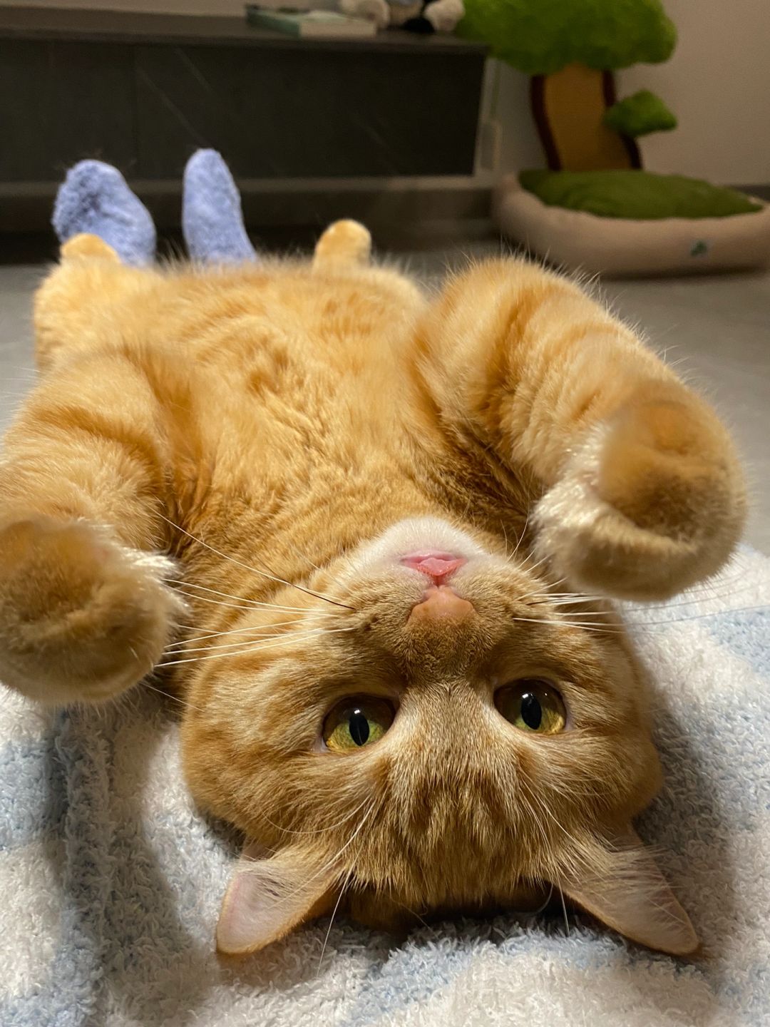 交换一张橘猫🐱