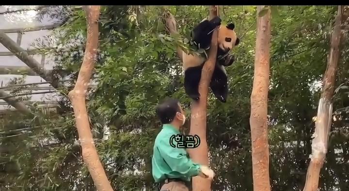 说实话，最近网上关于韩国爱宝乐园新开的双胞胎熊猫馆讨论挺多的，有人嫌它小气，有人