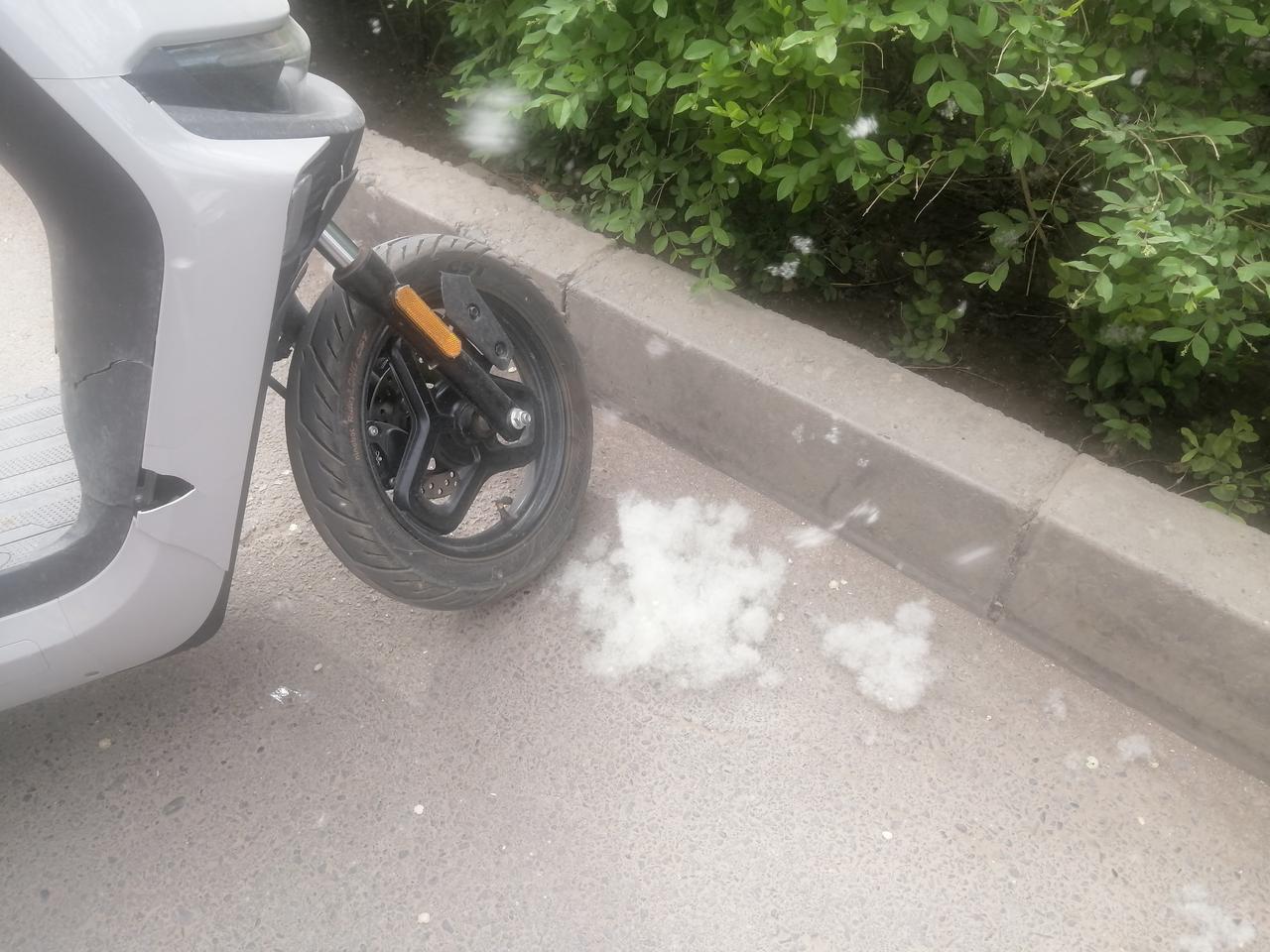 近日，西北各地的树毛子到处都是，非常惹人讨厌！我看到有些好心人想点火把树毛子烧尽