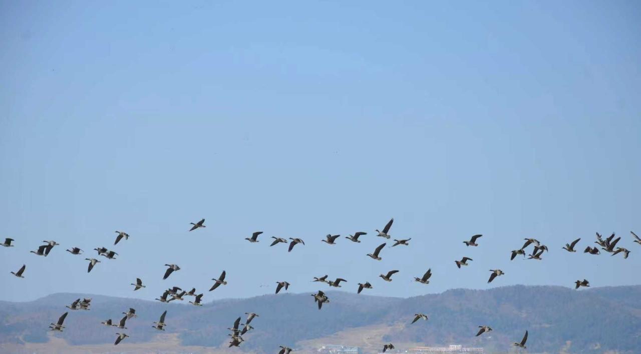 《人民公安报》珲春公安保护候鸟平安过境

        珲春公安护候鸟的事儿，