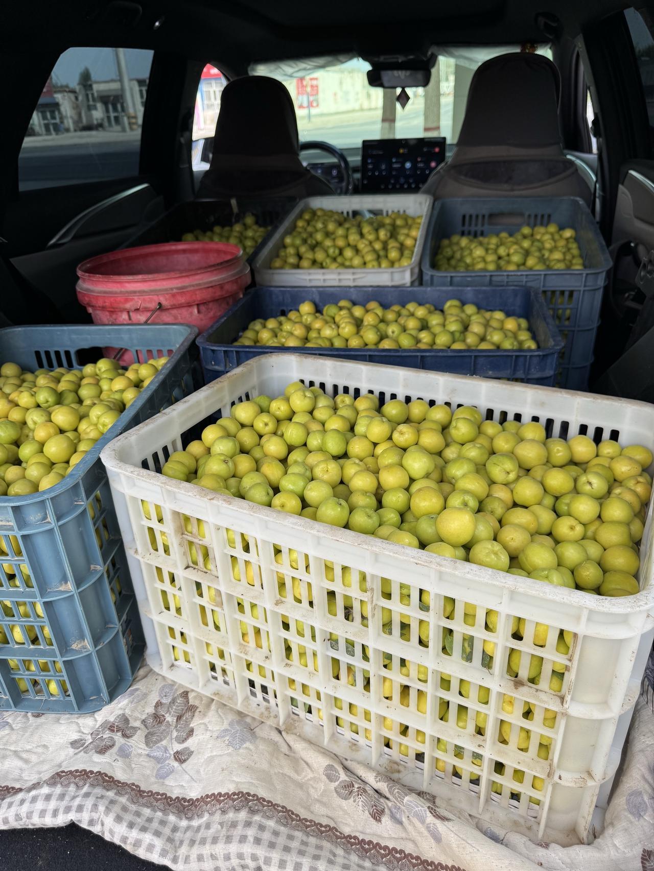 一亩地才能收300公斤的小白杏，采摘、打包、发货每一项工作都是小心翼翼