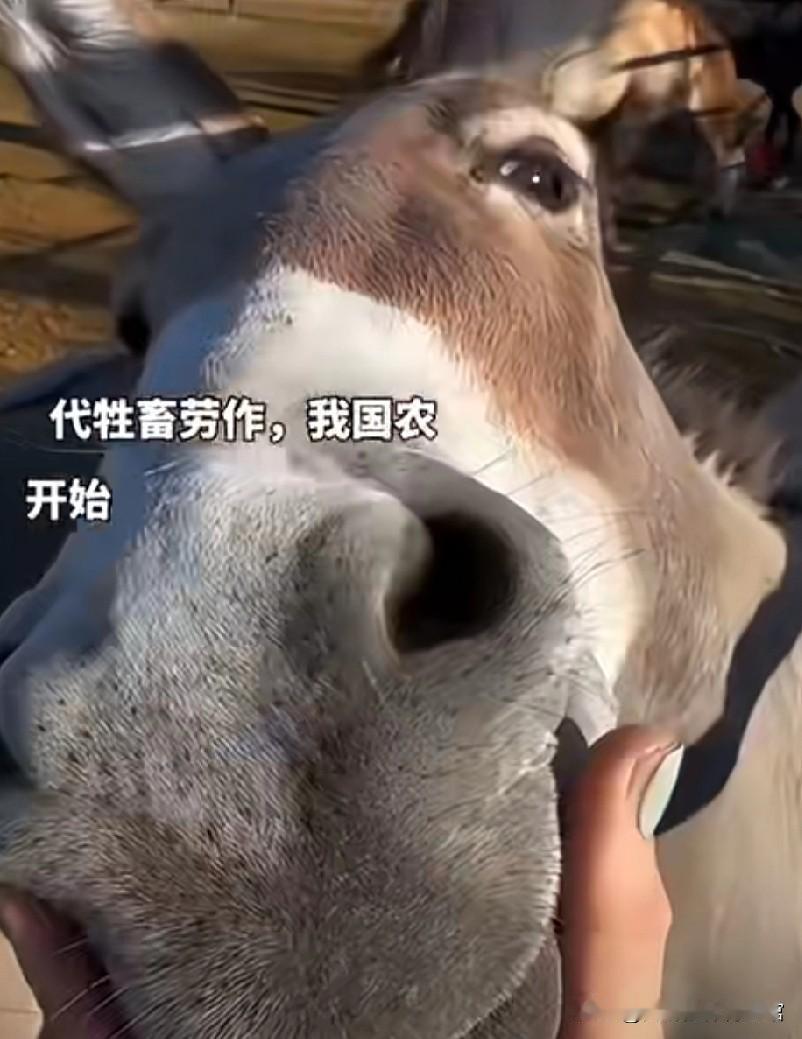 驴不够了！我国正在面临“缺驴”危机，已有“驴肉火烧”改卖“马肉火烧”，驴业协会也