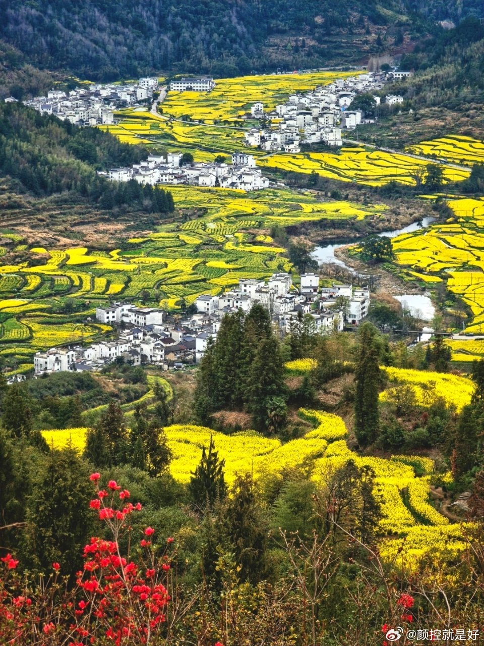 婺源江岭油菜花美成一片我们这边油菜花过年的时候就盛开了，现在都谢了。 