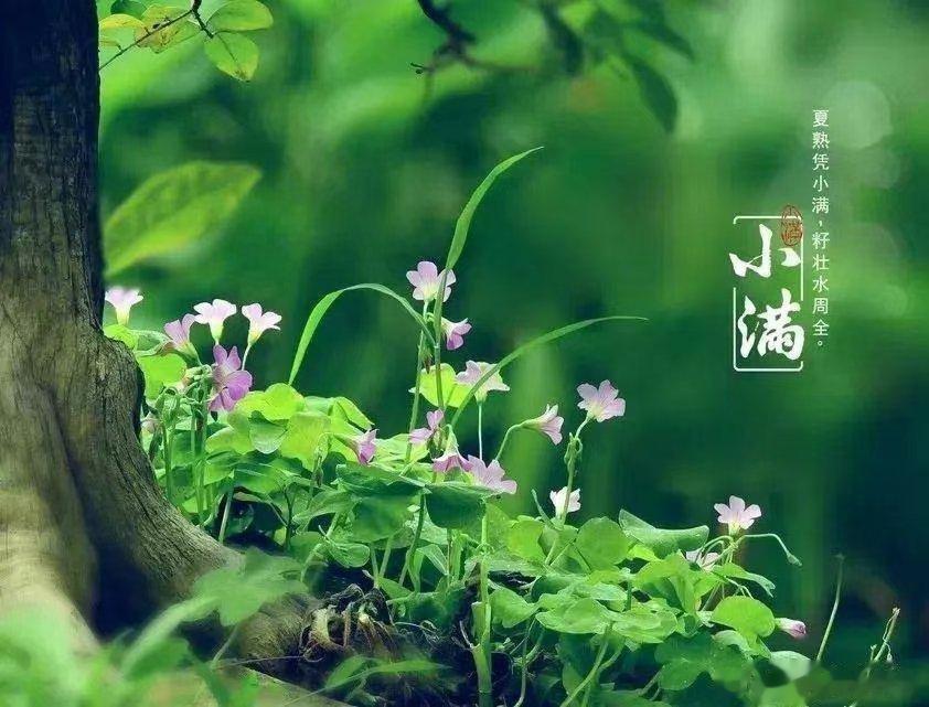 #小满##今年的小满恰逢521##微博健康公开课# 民谚云“小满小满.江河渐满”