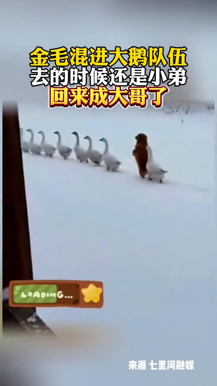 金毛混进大鹅队伍，去的时候还是小弟，回来成大哥了。
来源：七里河融媒。