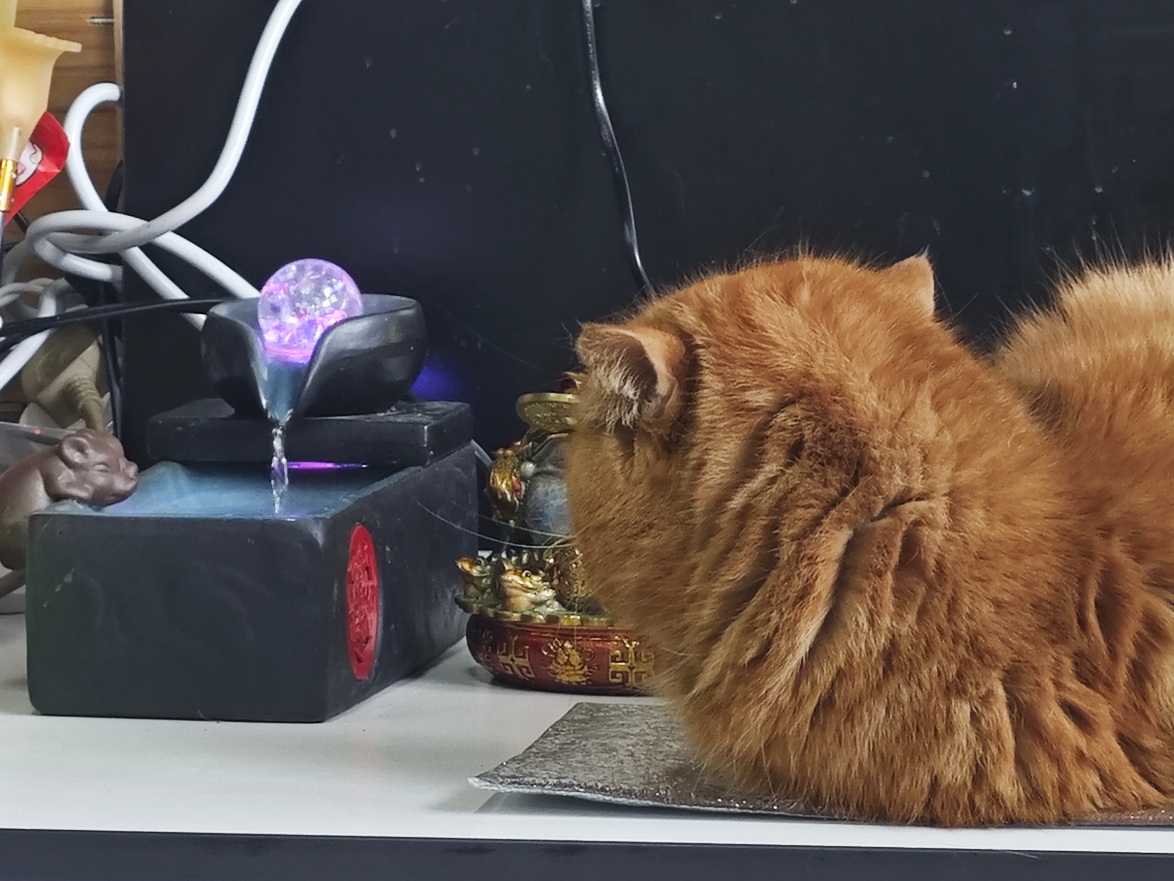 或许它也在感慨“猫生”的流逝宠物日常