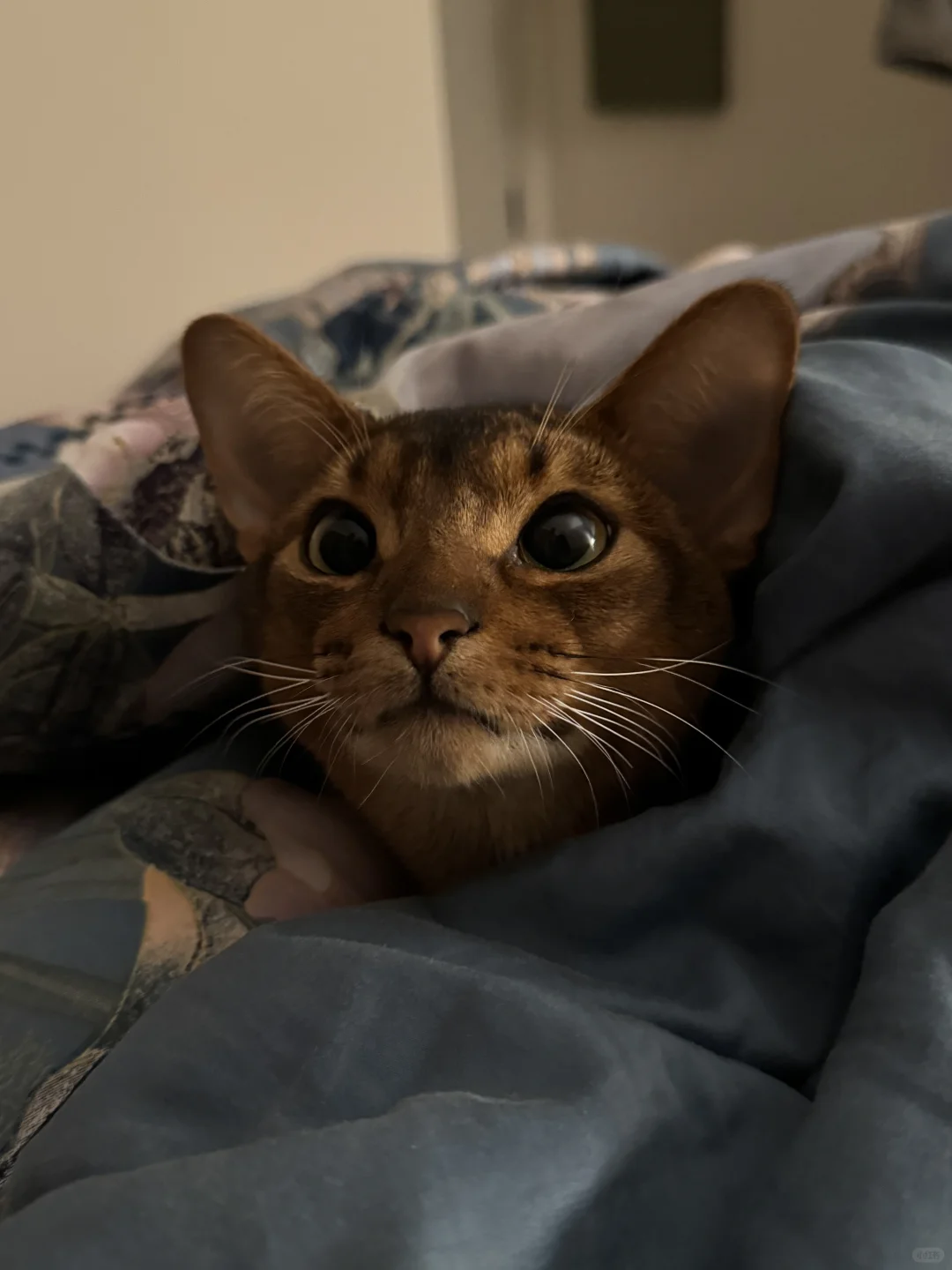 冬天被窝长猫啦😸