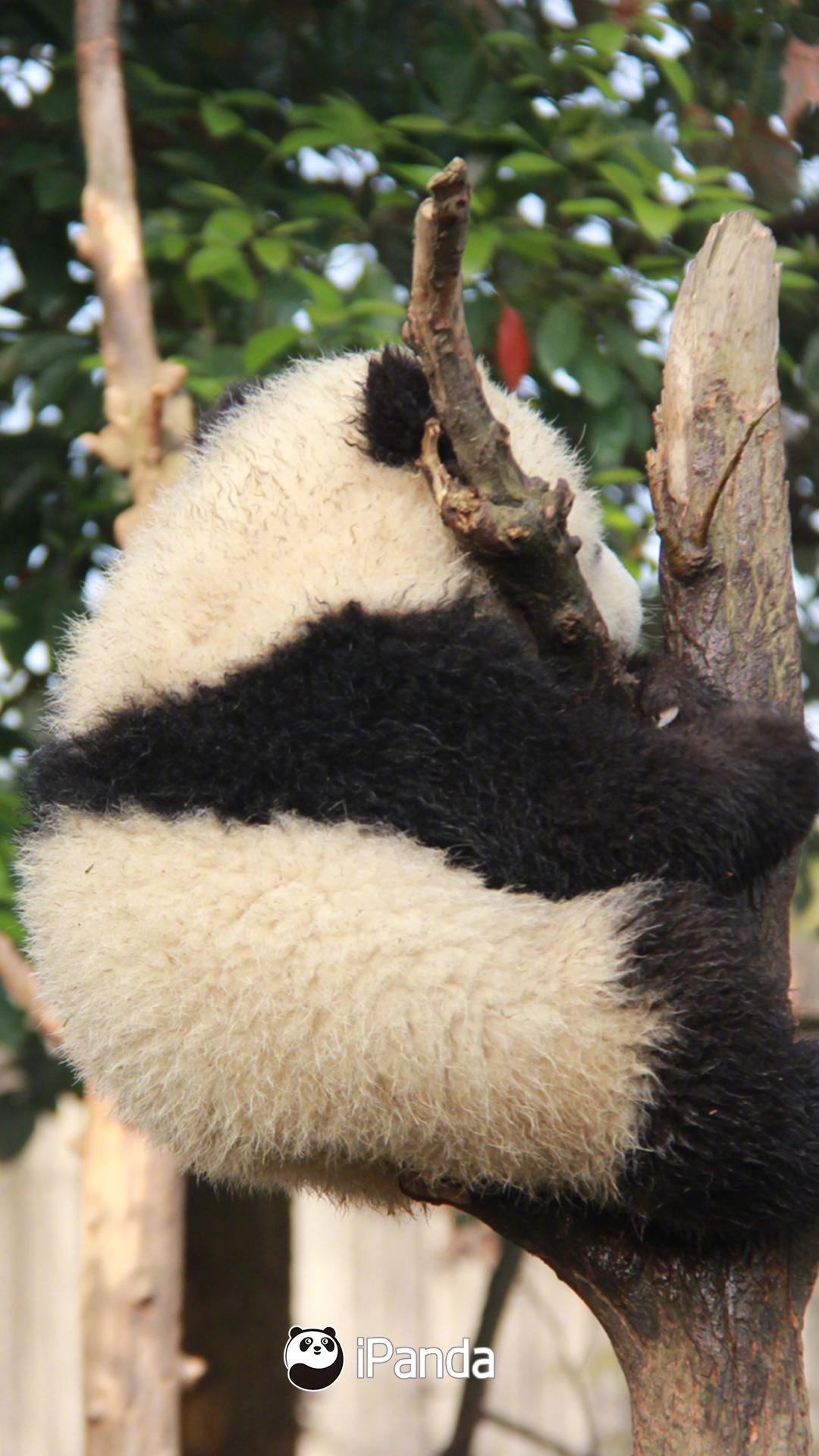 报告！树上发现一只正宗摇粒绒小熊宝熊猫趣图
