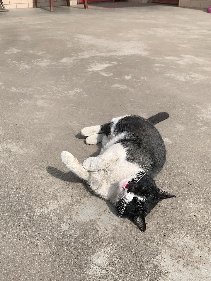 爸爸说家里养的猫好几天没回来了估计是走丢了没了，养了几年的猫还有点想它呢！
刚说