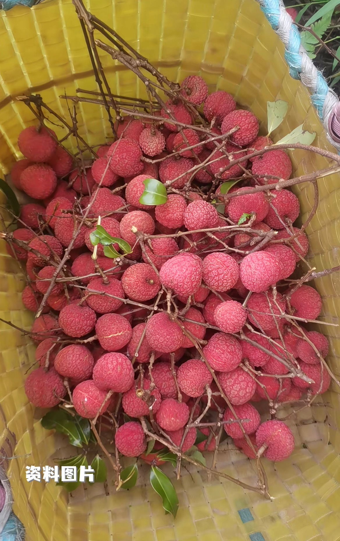 桂平麻垌荔枝全国荔枝之乡广西麻垌广西桂平市地处北回归线横贯地带，属于南亚热带季风