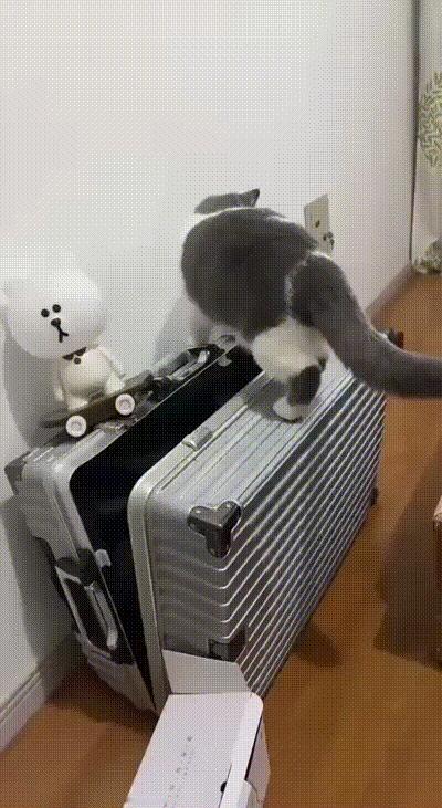 猫应该是出不来了吧
