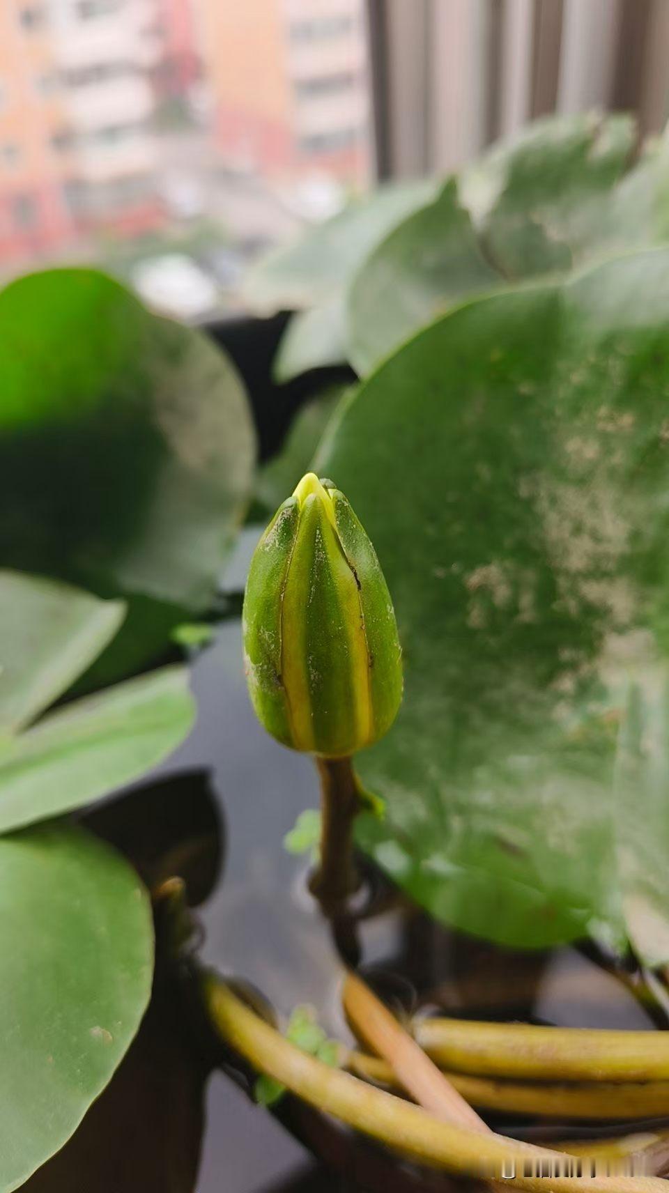 从含苞待放，到开出娇艳的花