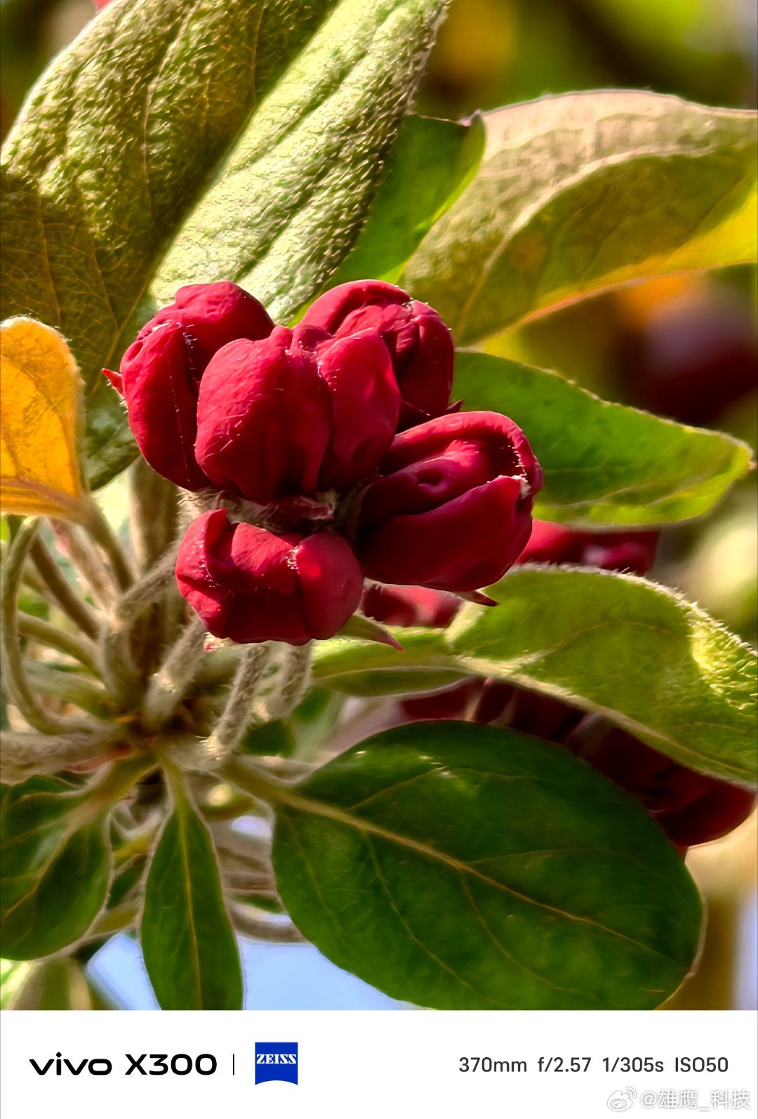 vivo 春日限定浪漫，是海棠给的。新绿衬着艳红的花苞，旧果缀满枝头，蓝天为幕，