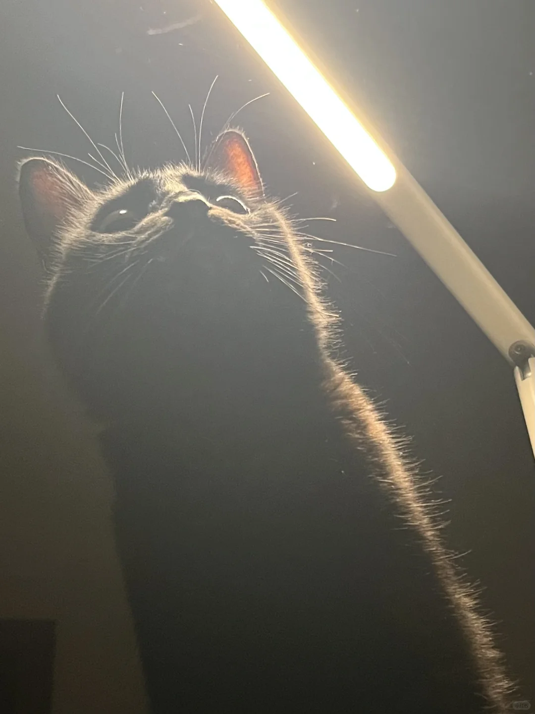 当万圣节有只黑猫出现在你的床头