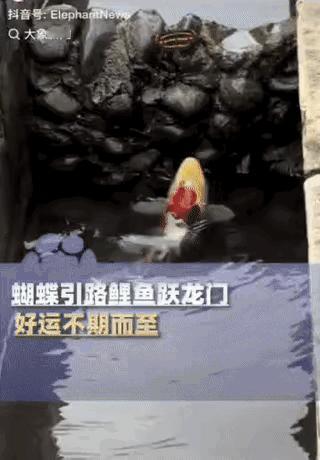 “彻底解释不清了！”一条锦鲤几次尝试“跃龙门”，结果都失败了，就在这时，突然一只
