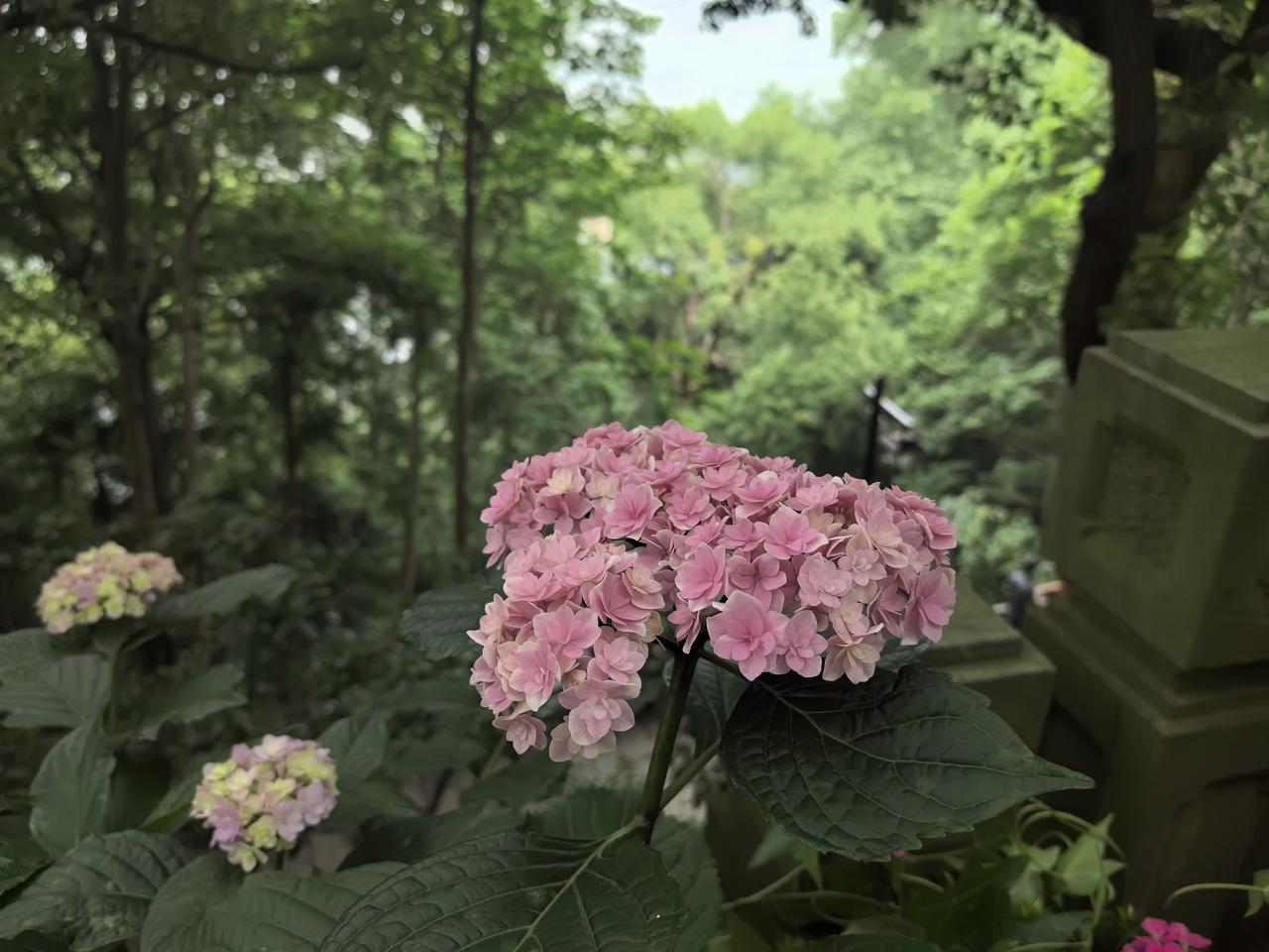 藏绣球