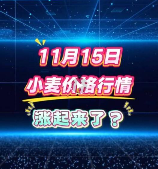 根据最新市场信息，2025年11月中旬小麦价格呈现稳中偏强趋势，但区域间存在窄幅