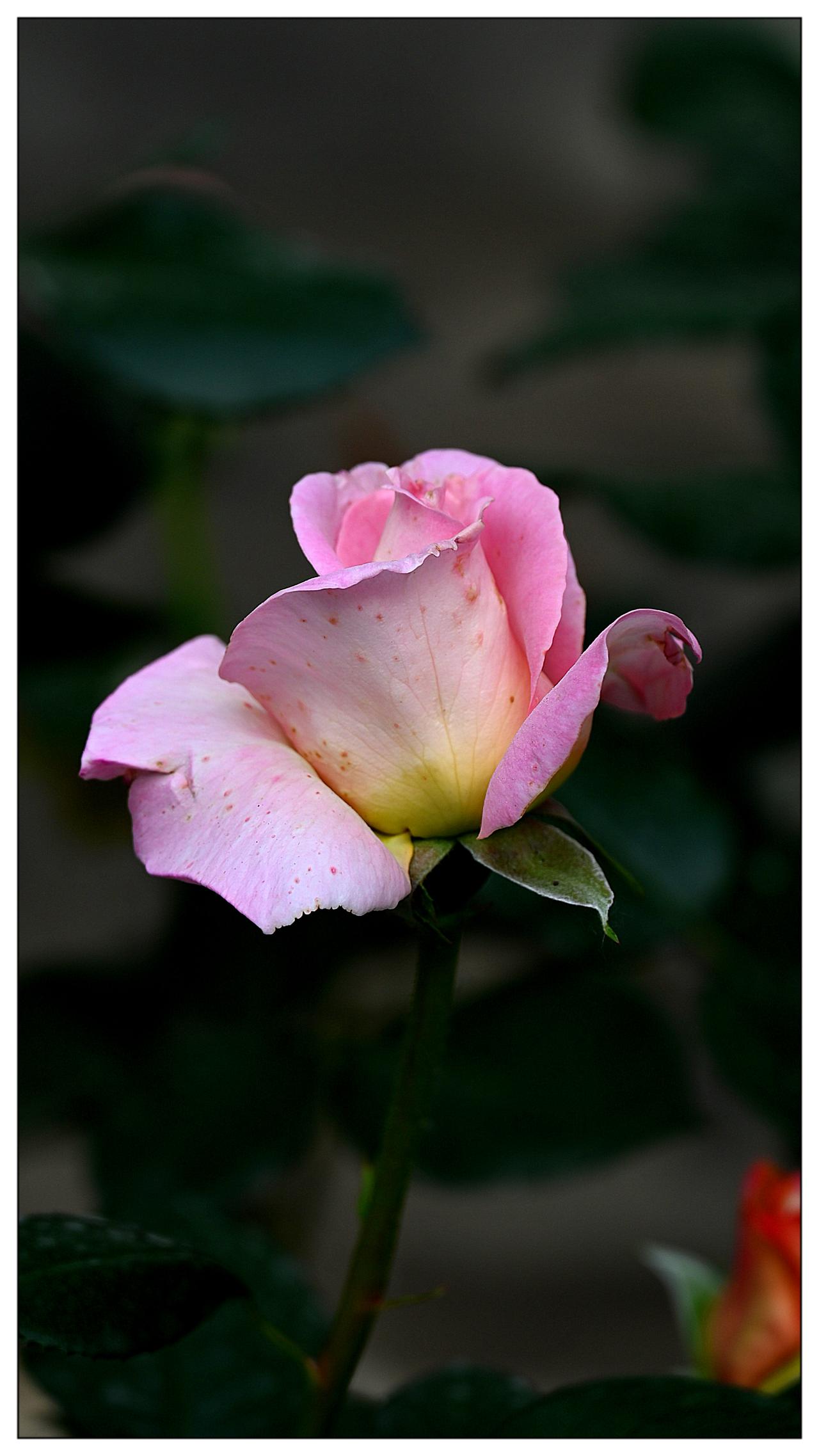 月季花