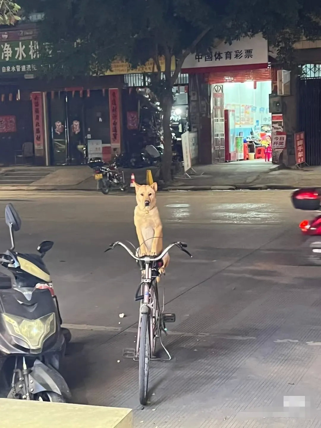 忠实的老狗！
