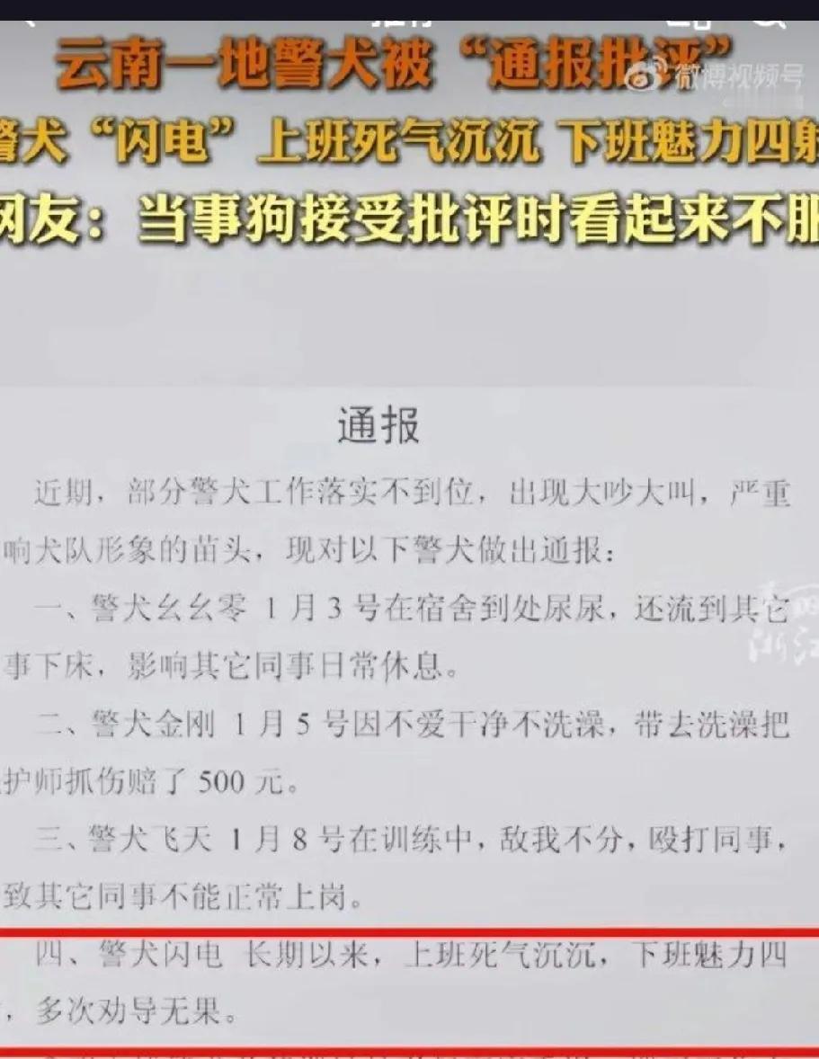 警犬也“躺平”？云南楚雄警犬训练基地通报引热议。
近日，云南楚雄州公安局警犬训练