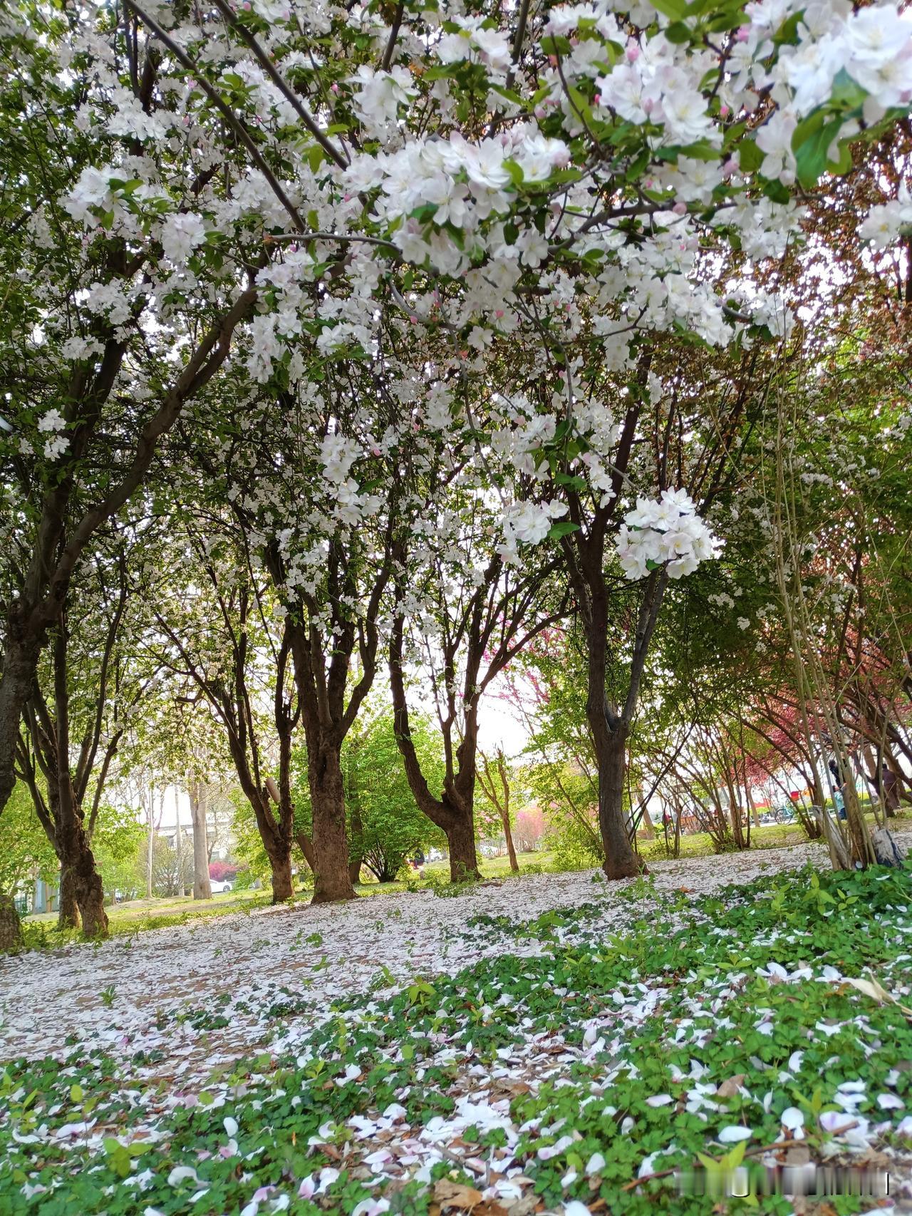 叹海棠落
 
满树嫣红几日芳，一朝零落覆尘香。
胭脂褪尽随风逝，艳骨难留鬓已霜。