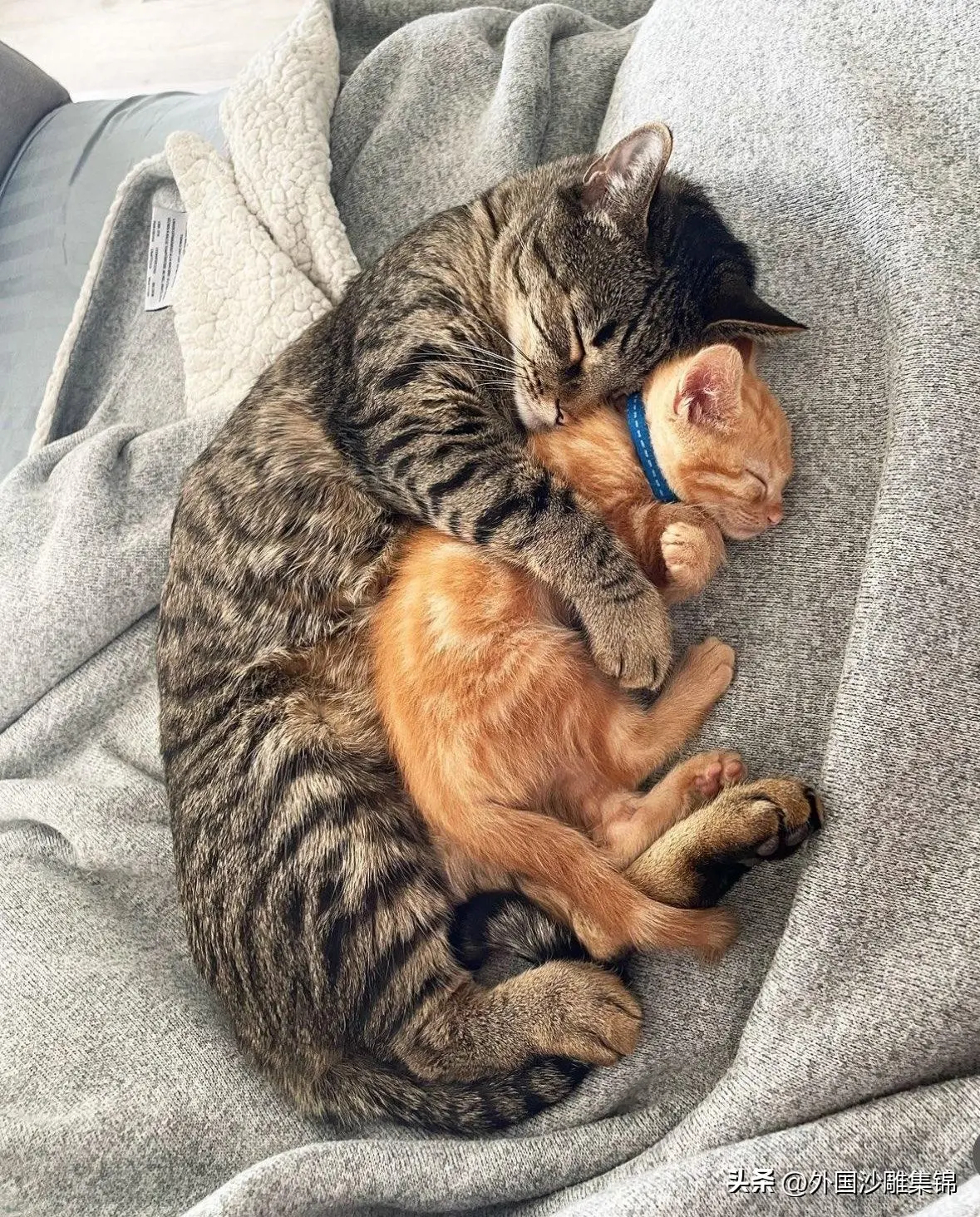 晚安💤，猫猫[呆无辜]🐱～​​​