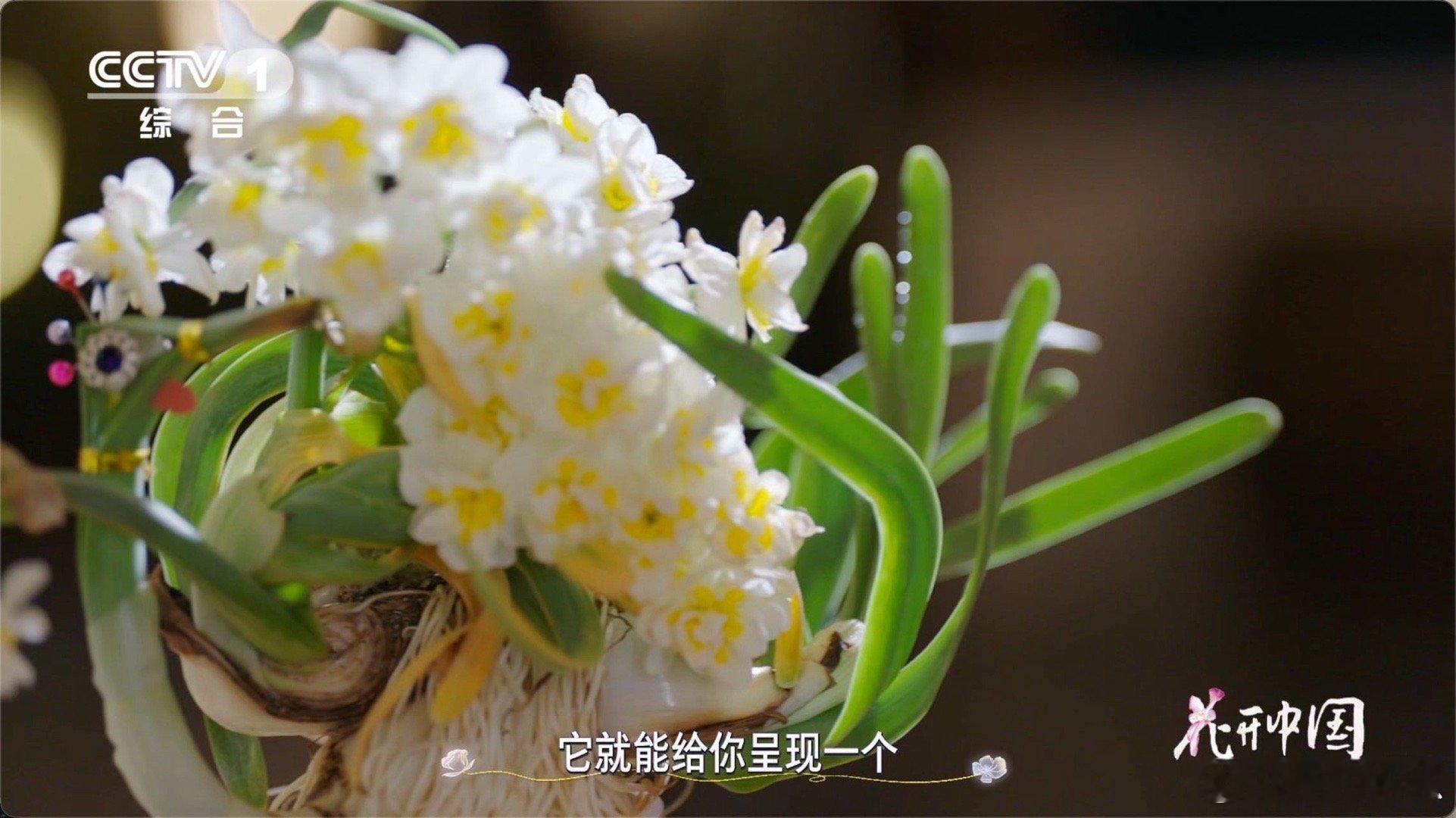 把水仙花雕刻成花孔雀中国手艺人把花养成山水画普通水仙遇上手艺人，秒变灵动花孔雀。