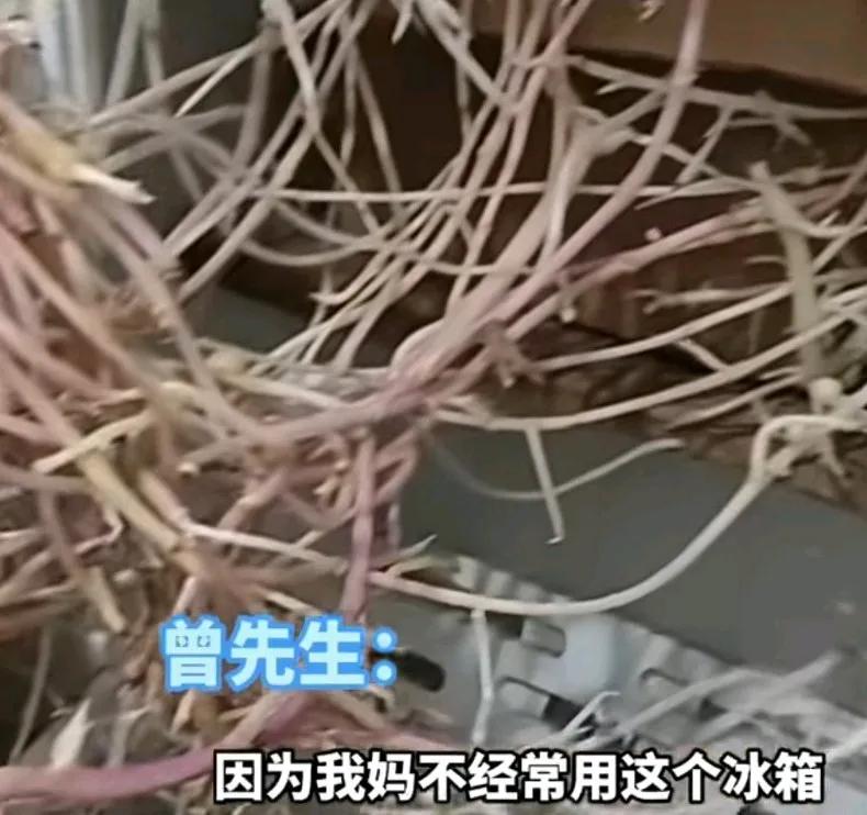 冰箱看到一团盘根错节的植物，哥俩惊呆了，
原来是妈妈把土豆放到冰箱里忘记了，
这