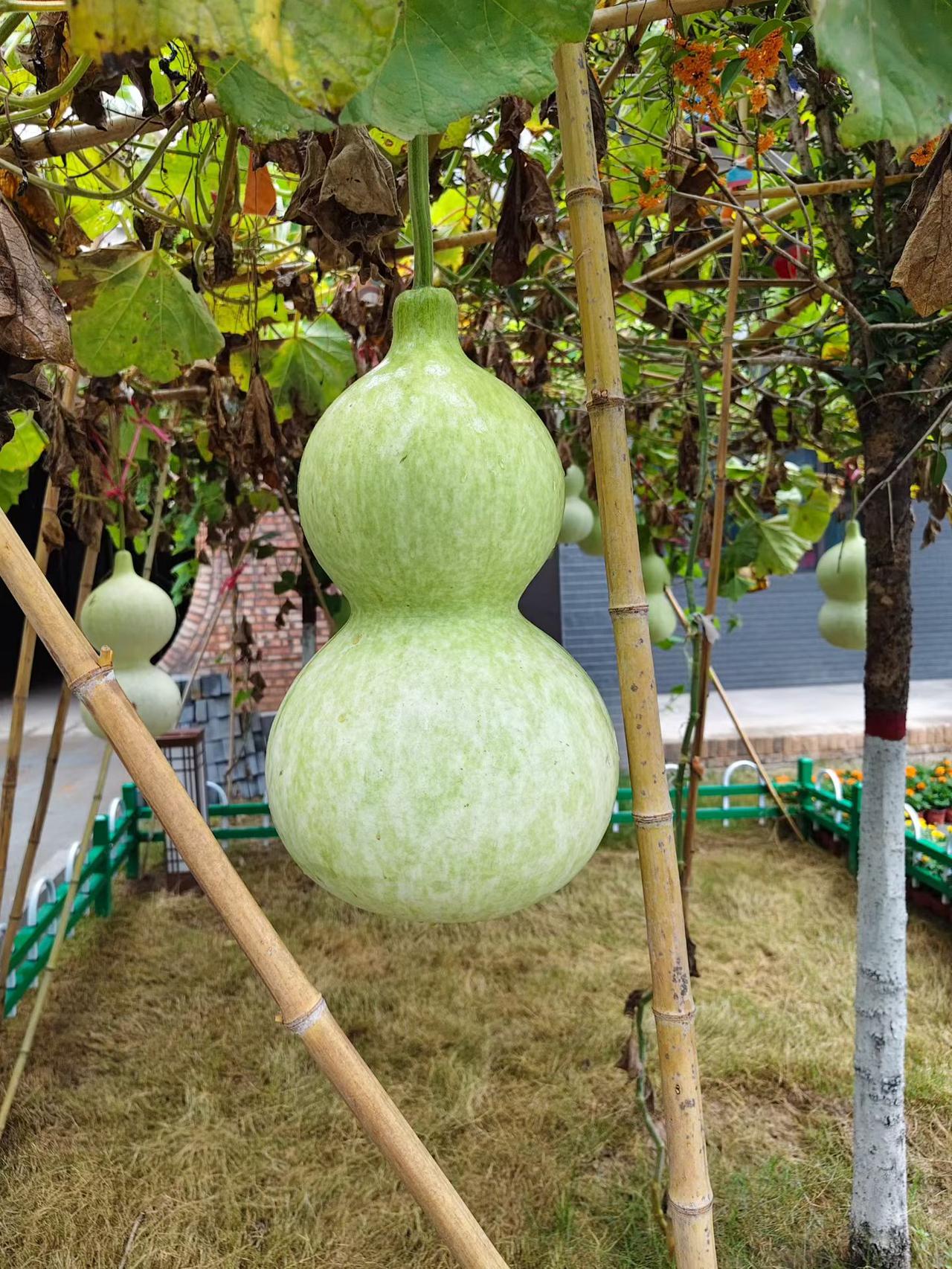 后院的葫芦挂满枝头，都爱葫芦装满水，腰间长挂游山行[玫瑰][玫瑰][玫瑰][玫瑰