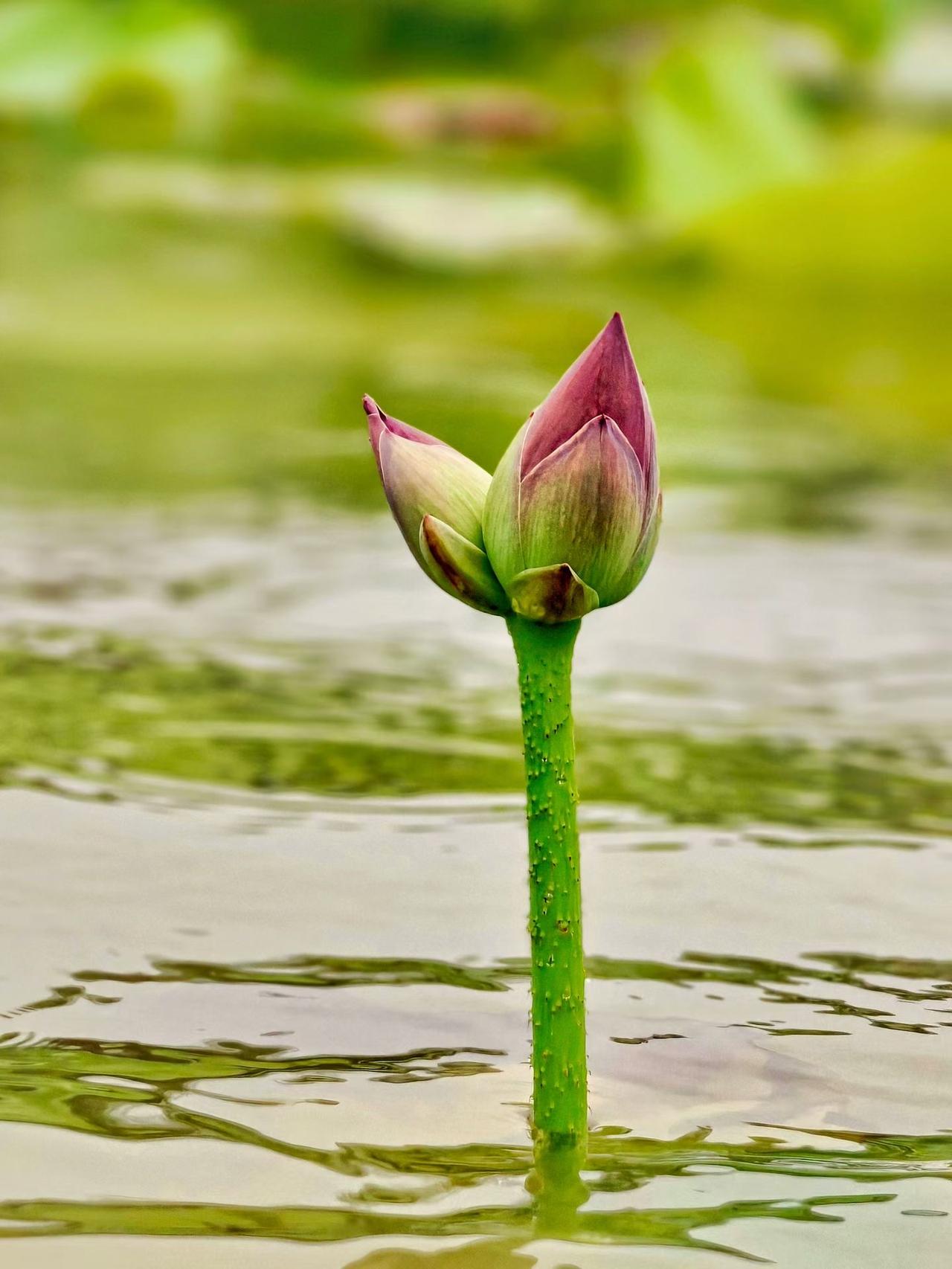 （原创）
抗台抗了个寂寞，却遇到了幸运的并蒂莲……