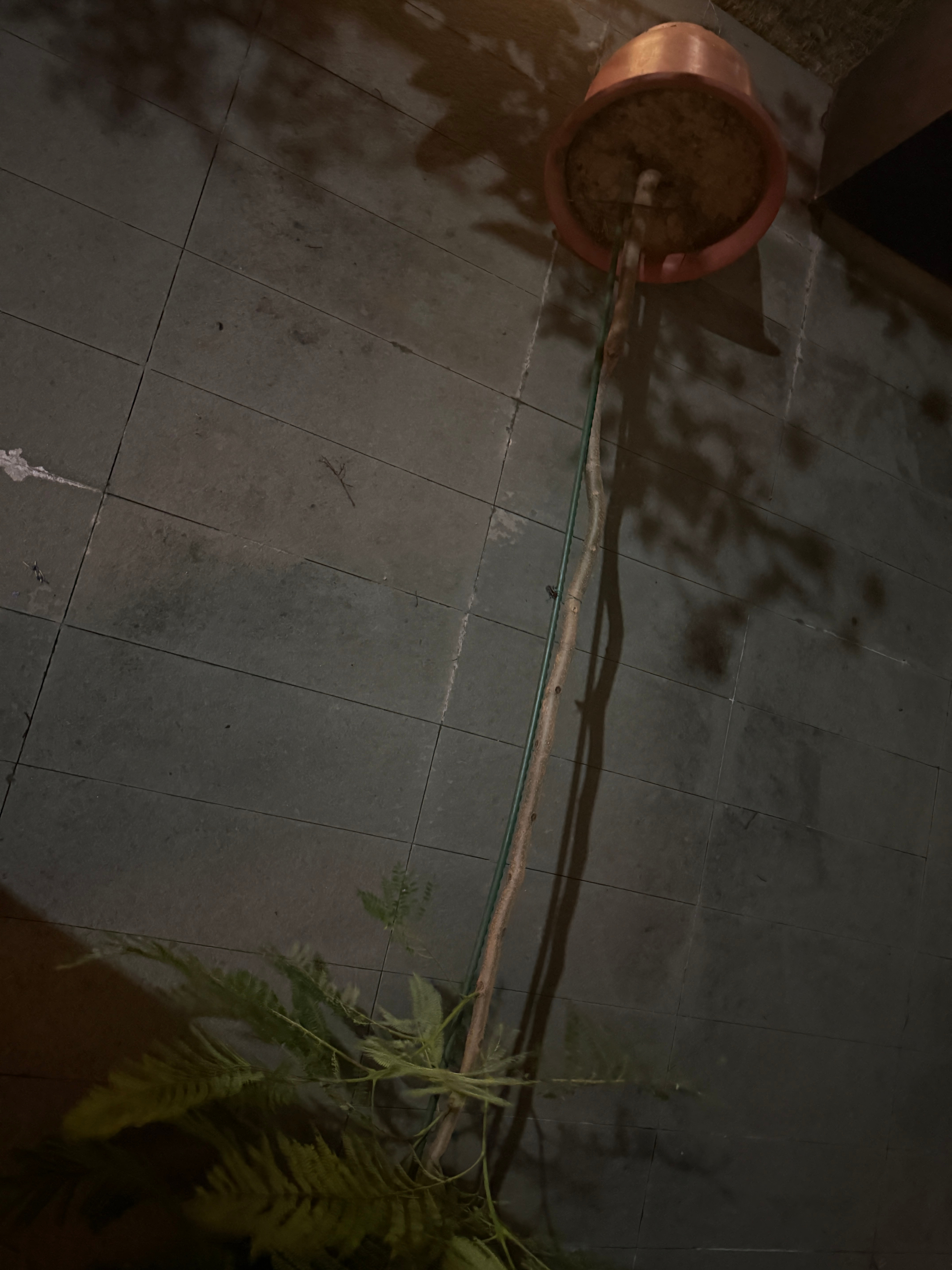 外面风好大 我种的花全都倒了😭紧急全搬进房间里