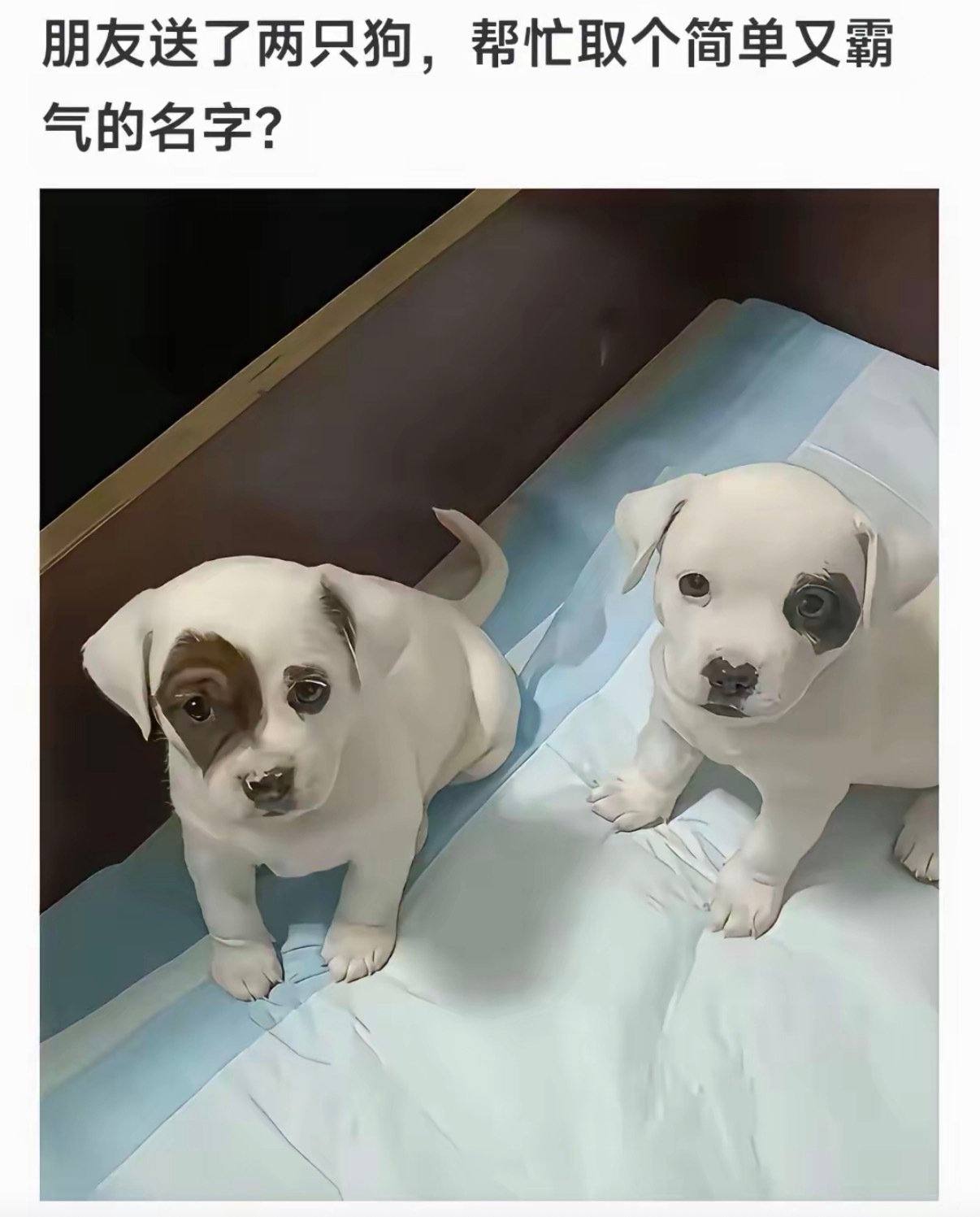朋友送了两只狗，帮忙取个简单又霸气的名字？ 
