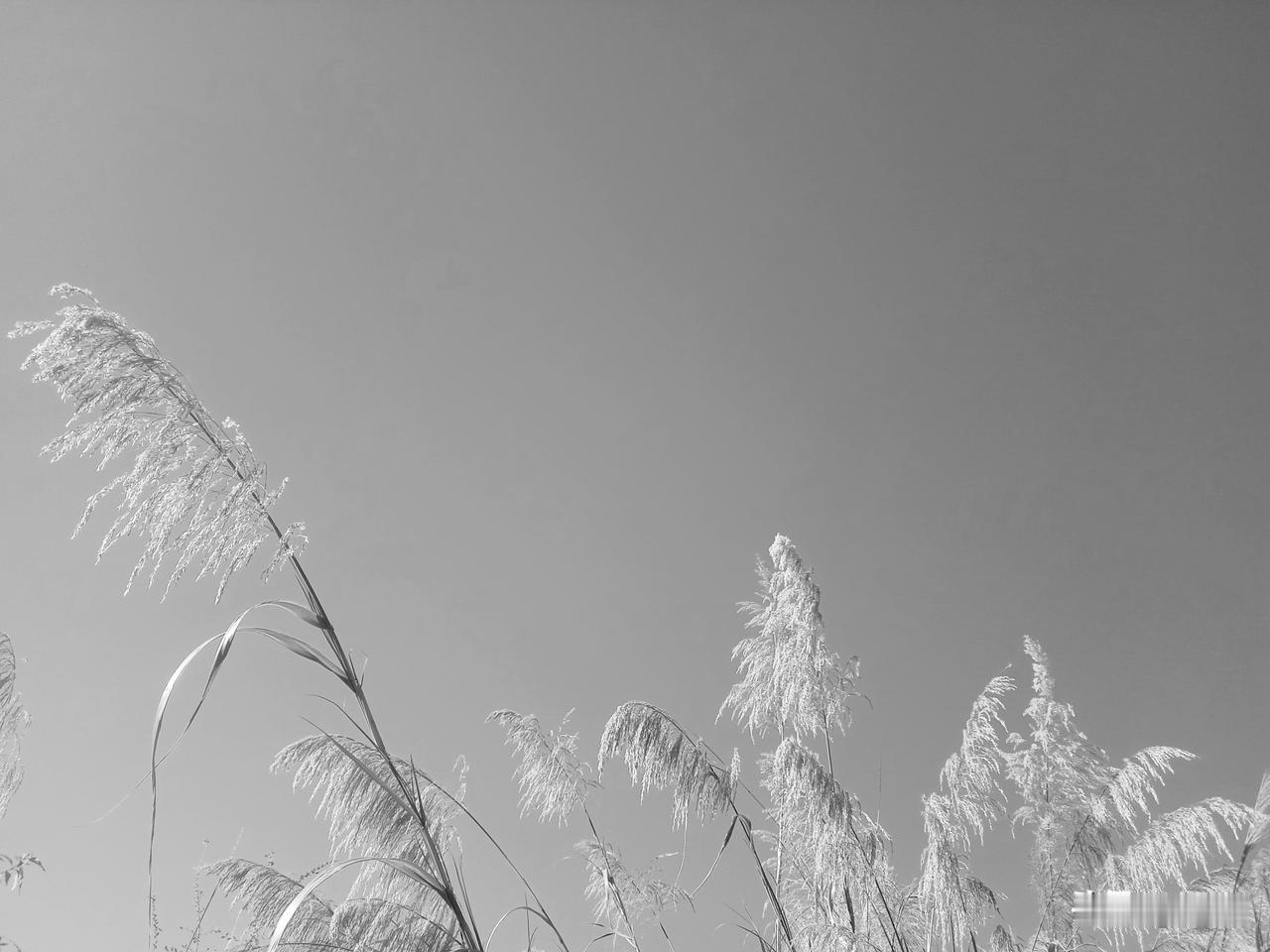 在阴间，对日本战犯的鬼魂，受刑开始了，鬼王审问，犯了什么事？日本战犯灵魂如实交代