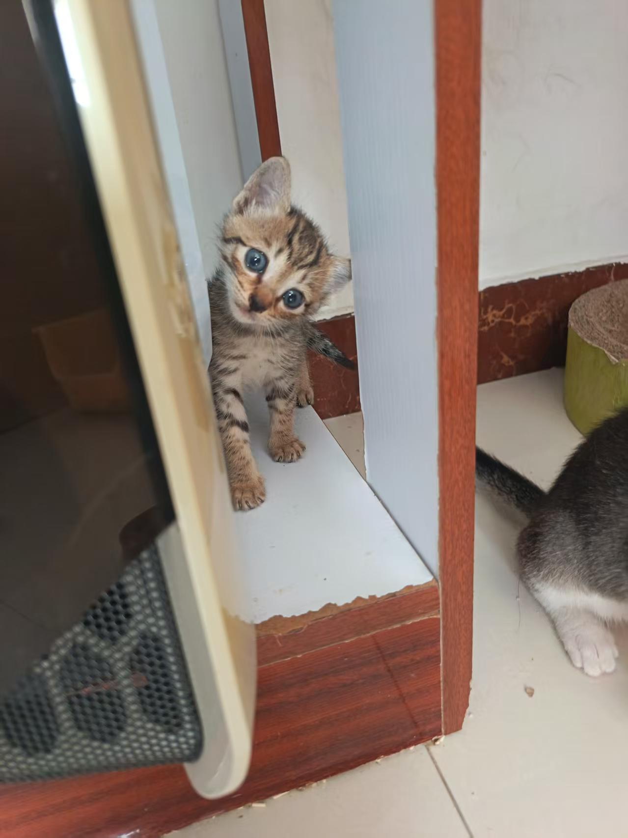 珠海，救助可爱流浪猫找领养！
买个菜也能遇见小流浪，车头传来一阵一阵小猫咪的叫声