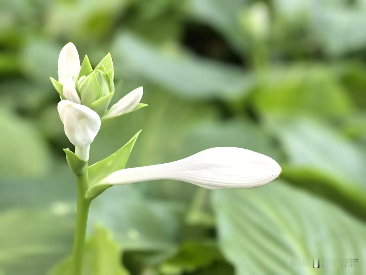 "一种幽花迥出尘，孤高耻逐艳阳辰"
（尤袤《玉簪花一名鹭鸶》）