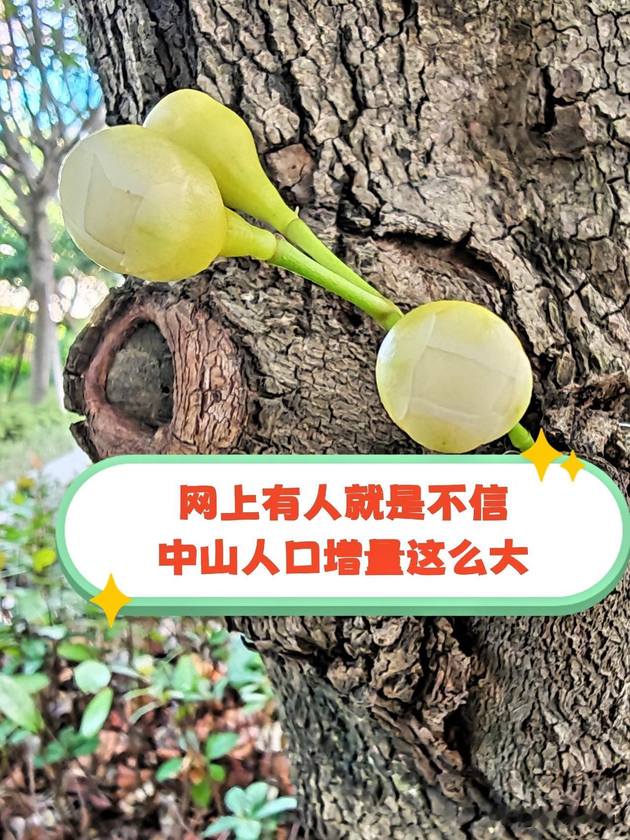 网上有不少质疑中山人口增量的声音，具体是指近日中山统计公报关于中山2025年常住