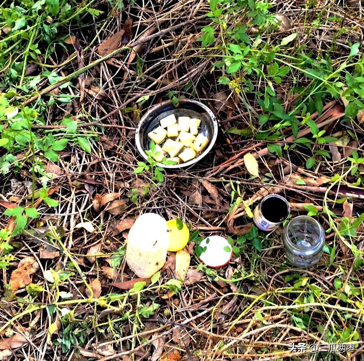 打碟诱来上百只小蜜蜂后，喷洒什么气体或液，改变小蜜蜂身上气味后，真的会有整群蜂带