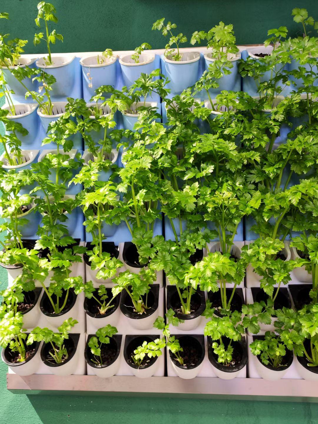 松原中东商铺见芹菜盆栽有感
文/夏文辉

墙外一畦绿，心头万念轻。
岁岁春光好，