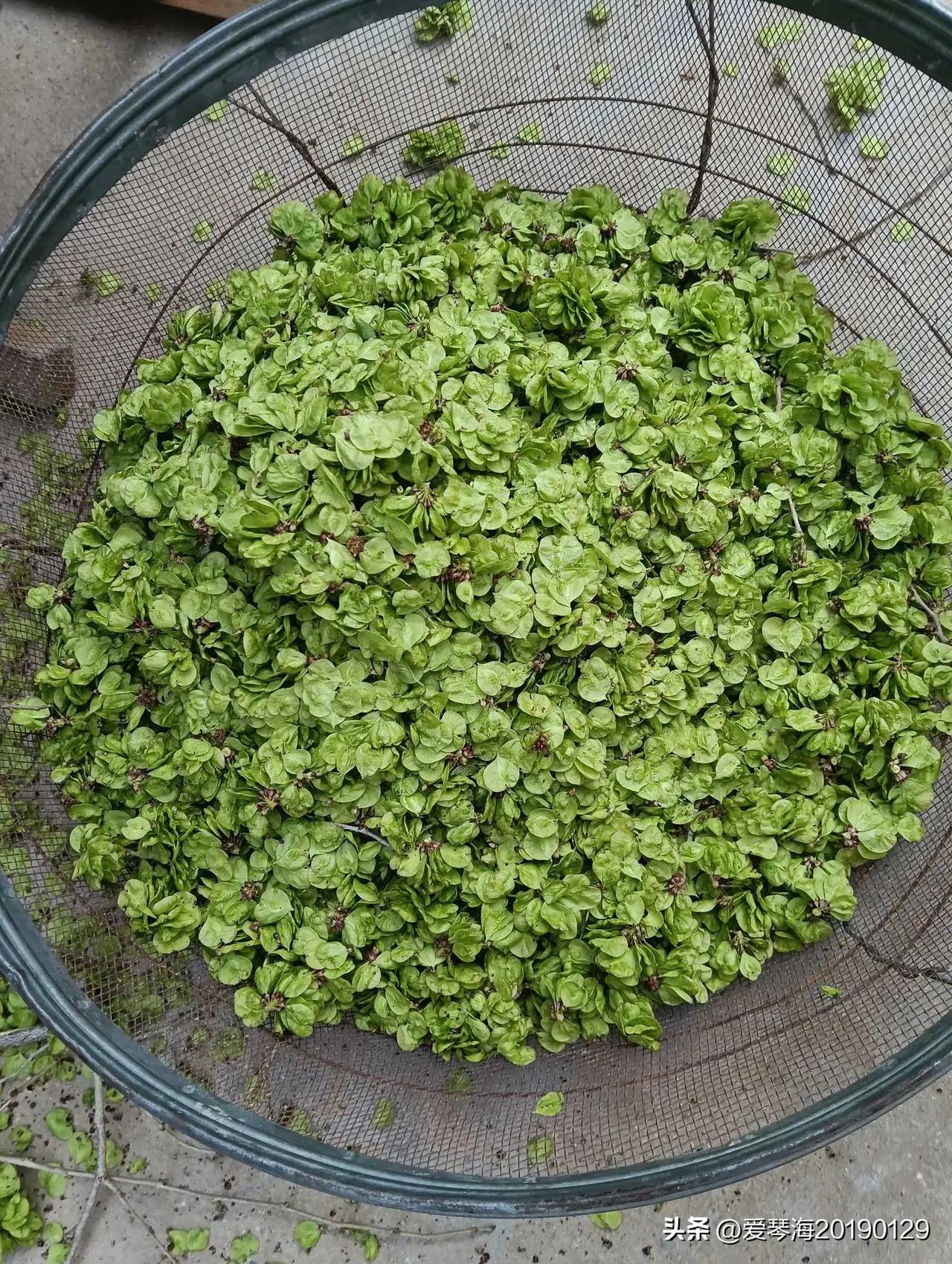 赶早市买菜，看到一个卖榆钱的，不少人围着买，问一下价格，才6块钱一斤，于是买了1