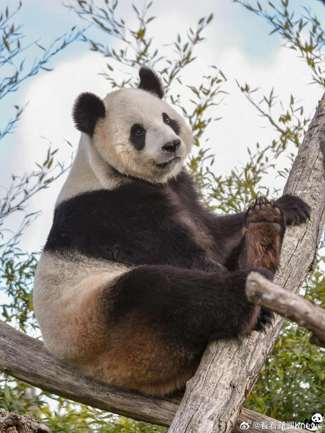 【欢迎回家！#旅比大熊猫好好平安抵达成都#】根据中比大熊猫国际合作协议规定，双方