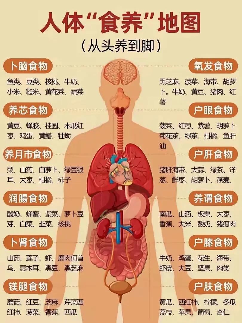 人体食养地图