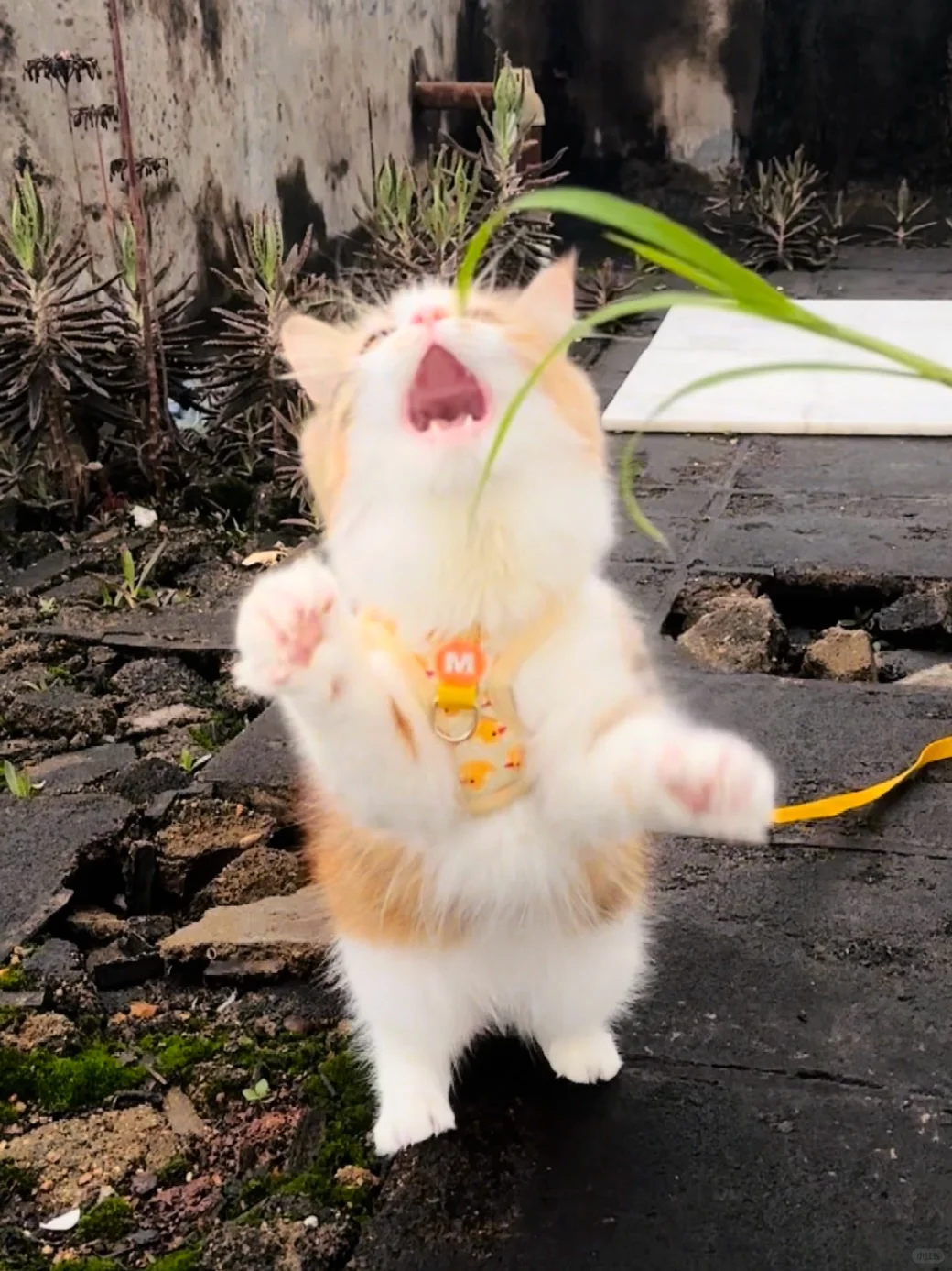 小猫咪的嘴巴是爱心型的