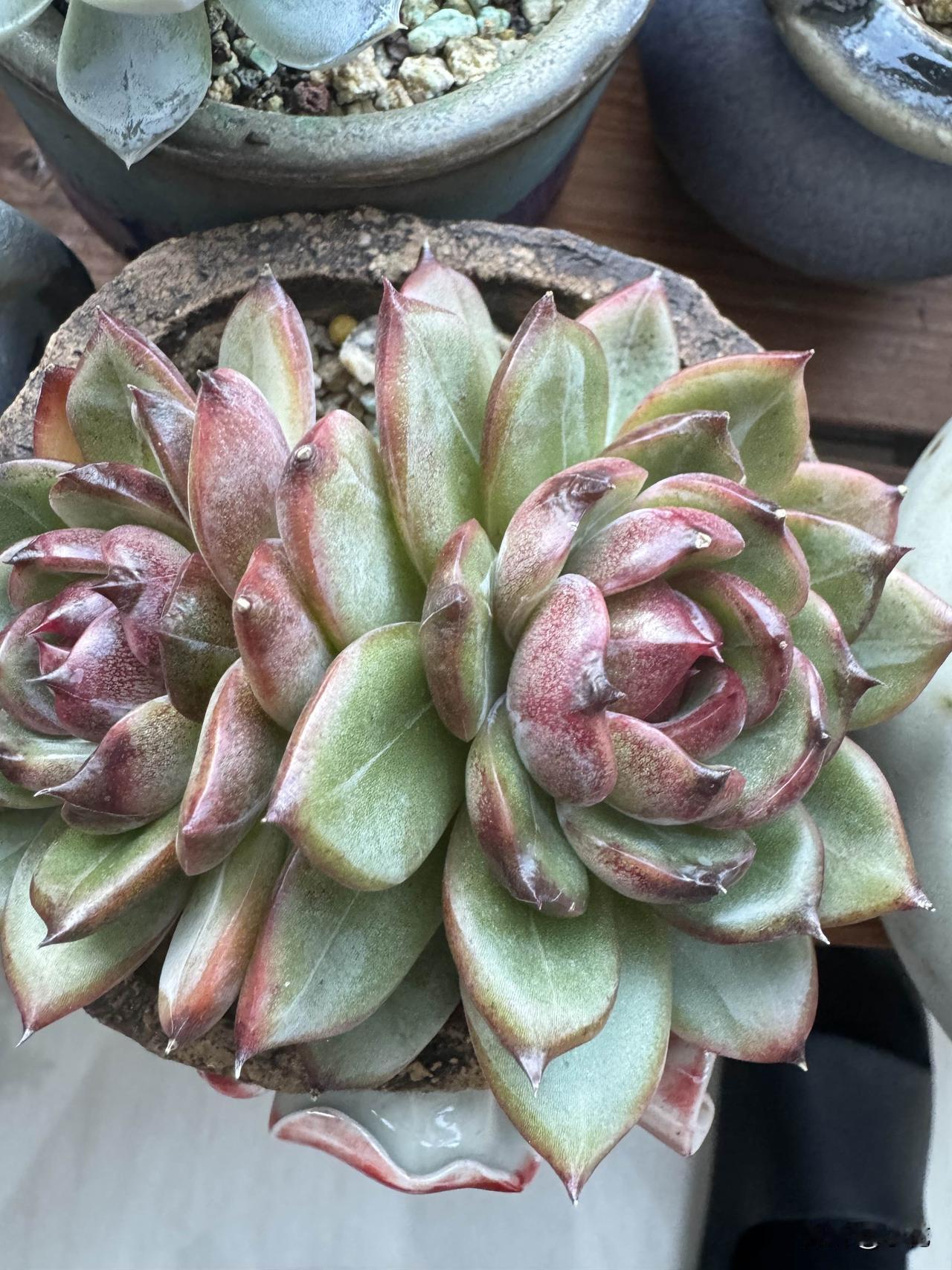 多肉红玫瑰真的是颜值担当，我当初也是被它好听的名字吸引，直接把它带回了家，到现在