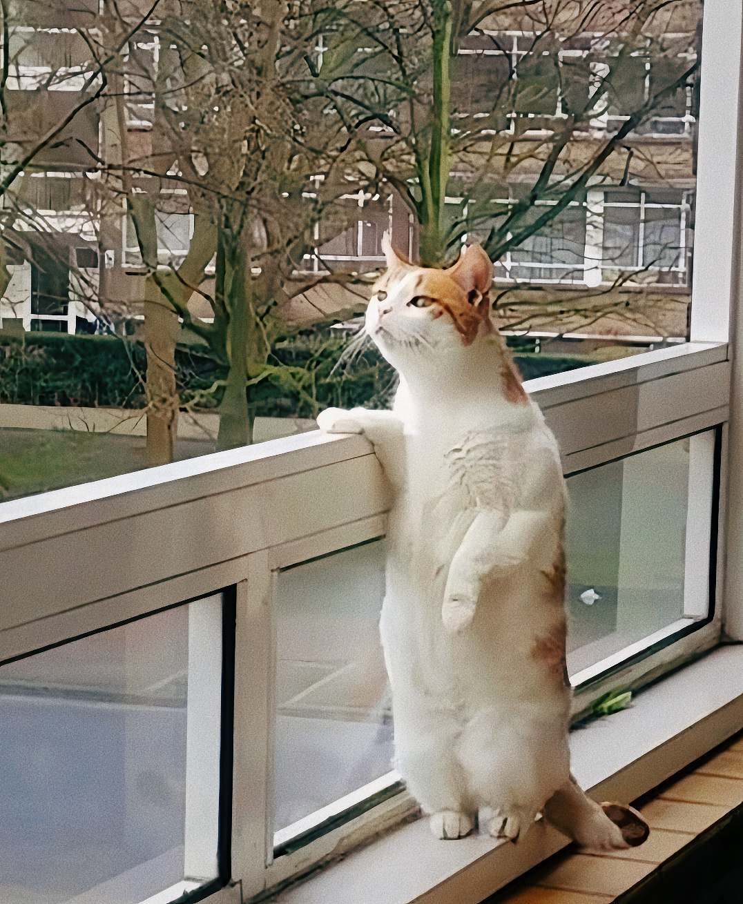 我今天就这样等豹豹猫猫回家云旗郝熠然｜云熠星河｜直播 