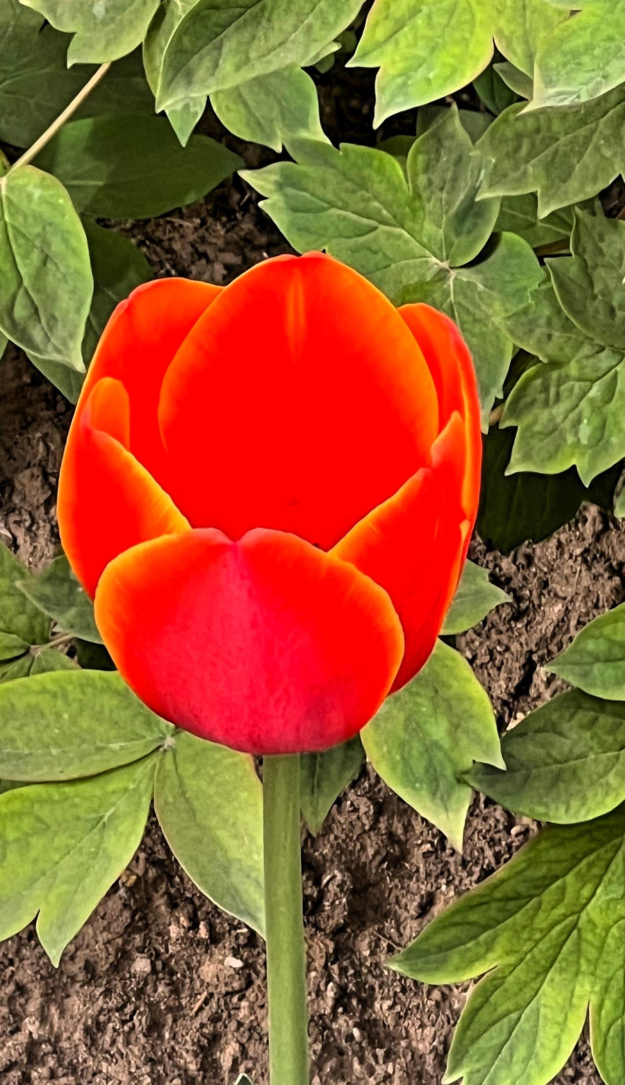 春日赏花：惊艳的橙色郁金香，靓丽迷人，绽放出美丽的色彩！