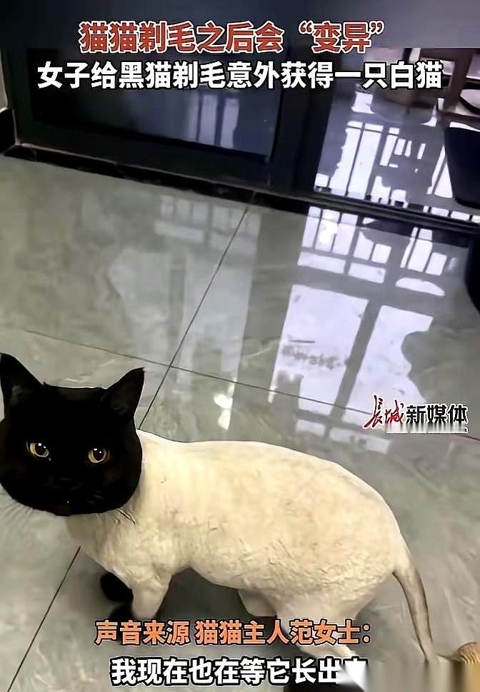杭州一个姑娘因为受不了家里黑猫掉毛，抓起推子就把猫给剃秃了。

结果推子一响，黑