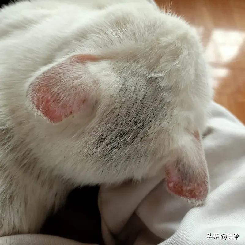 女生花800元买猫，结果被传染得全身长猫藓，这事儿真闹心。800块钱虽说不算特别