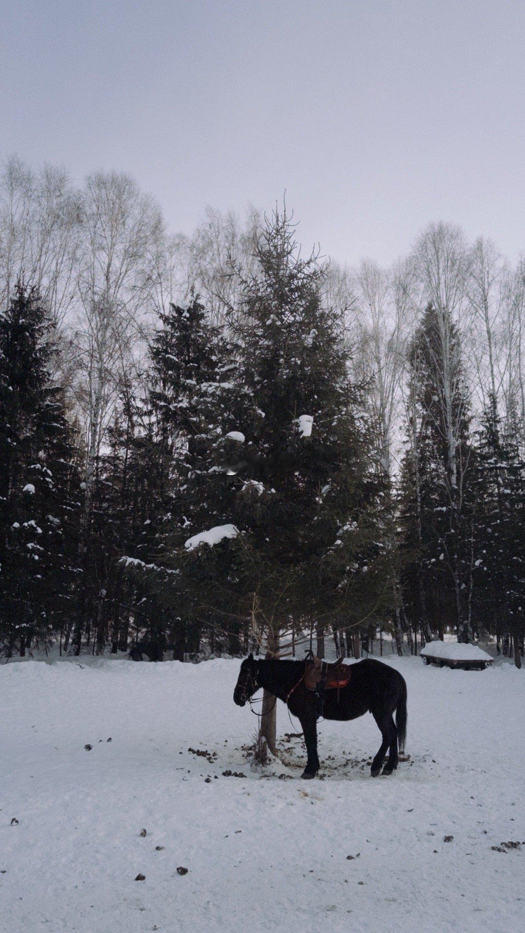 Altai❄️“我们都向往广阔的世界，我们都栖身在小小的角落。” 乌鲁木齐·禾木